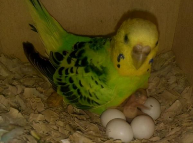 鹦鹉踩背后多久下蛋