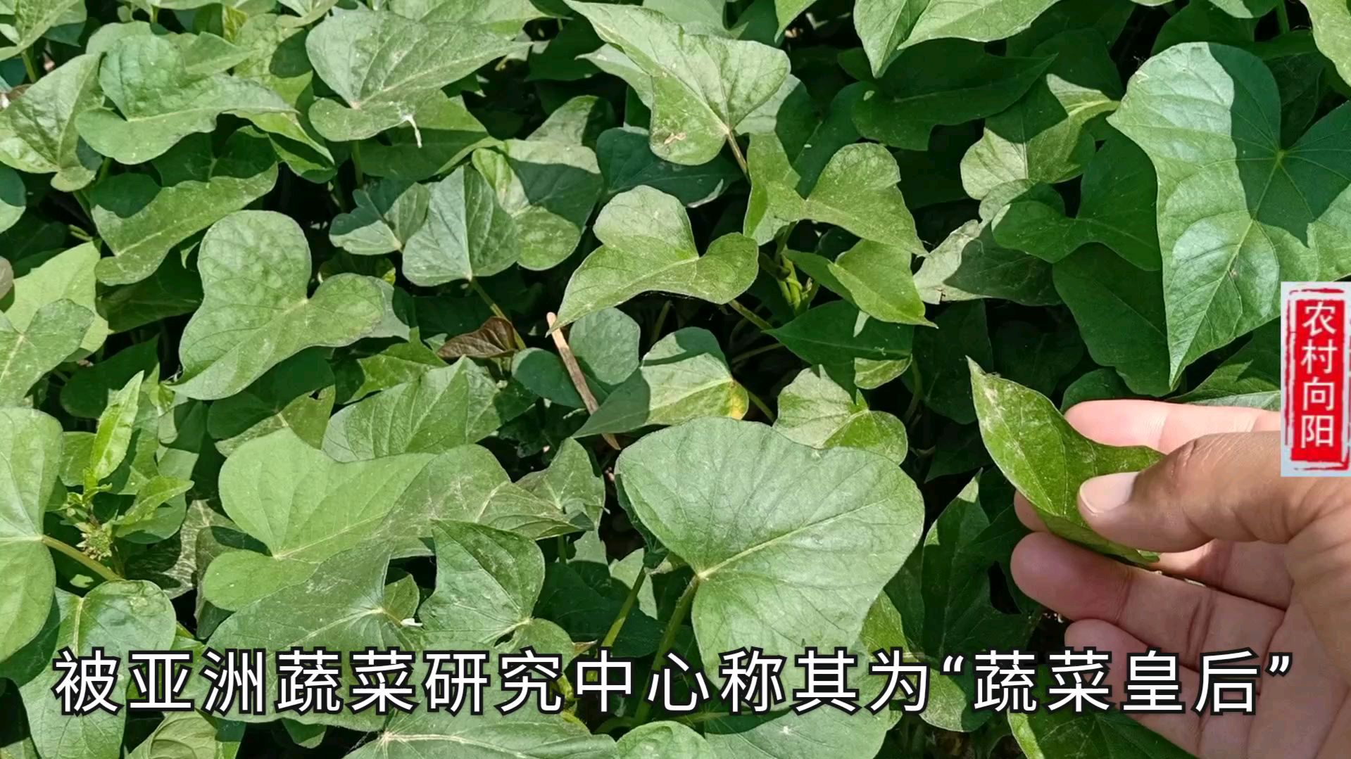 农村经常被人忽视的红薯叶,原来这么神奇!还被称为“蔬菜皇后”