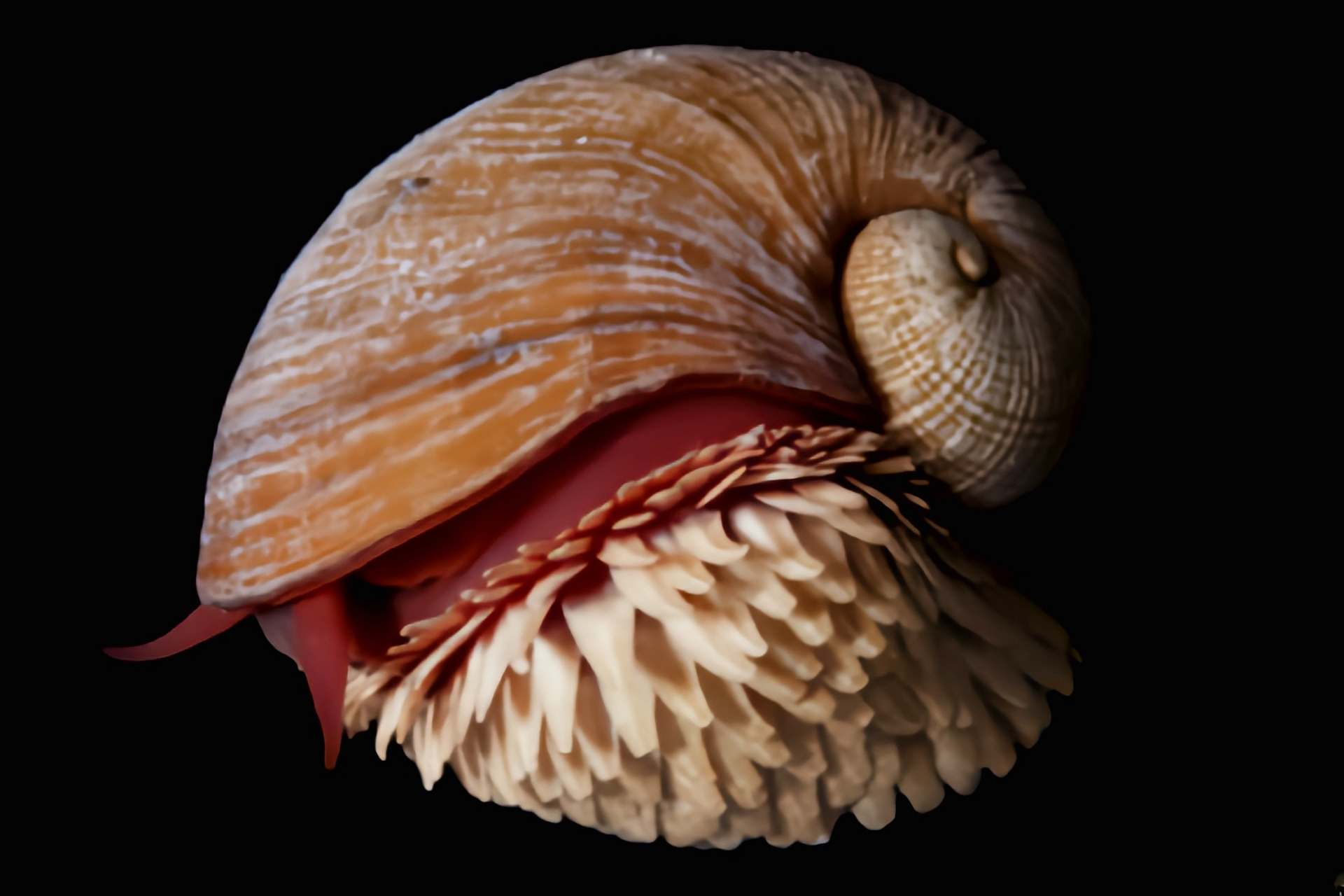 每天认识一种动物——鳞角腹足蜗牛 鳞角腹足蜗牛2001年首次发现,生活