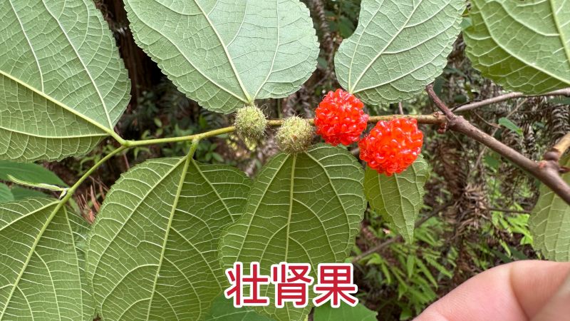 构树的果实楮实子，号称男人的加油站“壮肾果”，遇见不能错过哦,三农,农村户外,好看视频