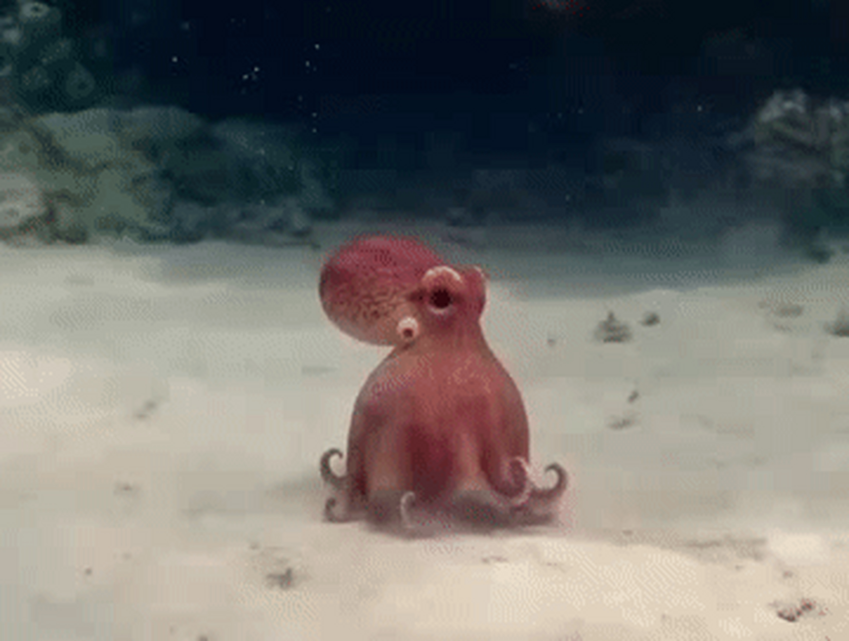 章鱼界无间道[捂脸] 这个是章鱼间谍!