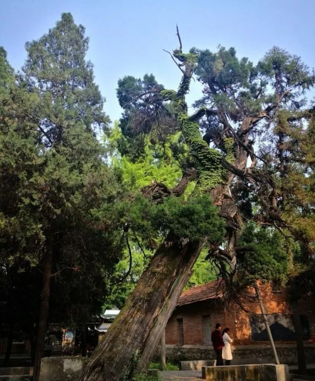 确山北泉寺银杏树图片