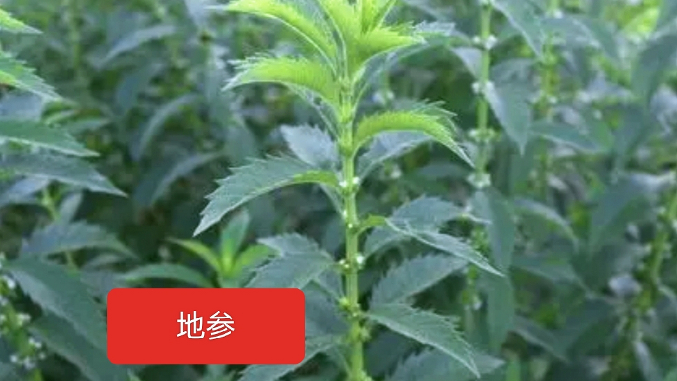主要价值为通经调血,养气血,属寒性,脾胃寒或体寒者少吃.