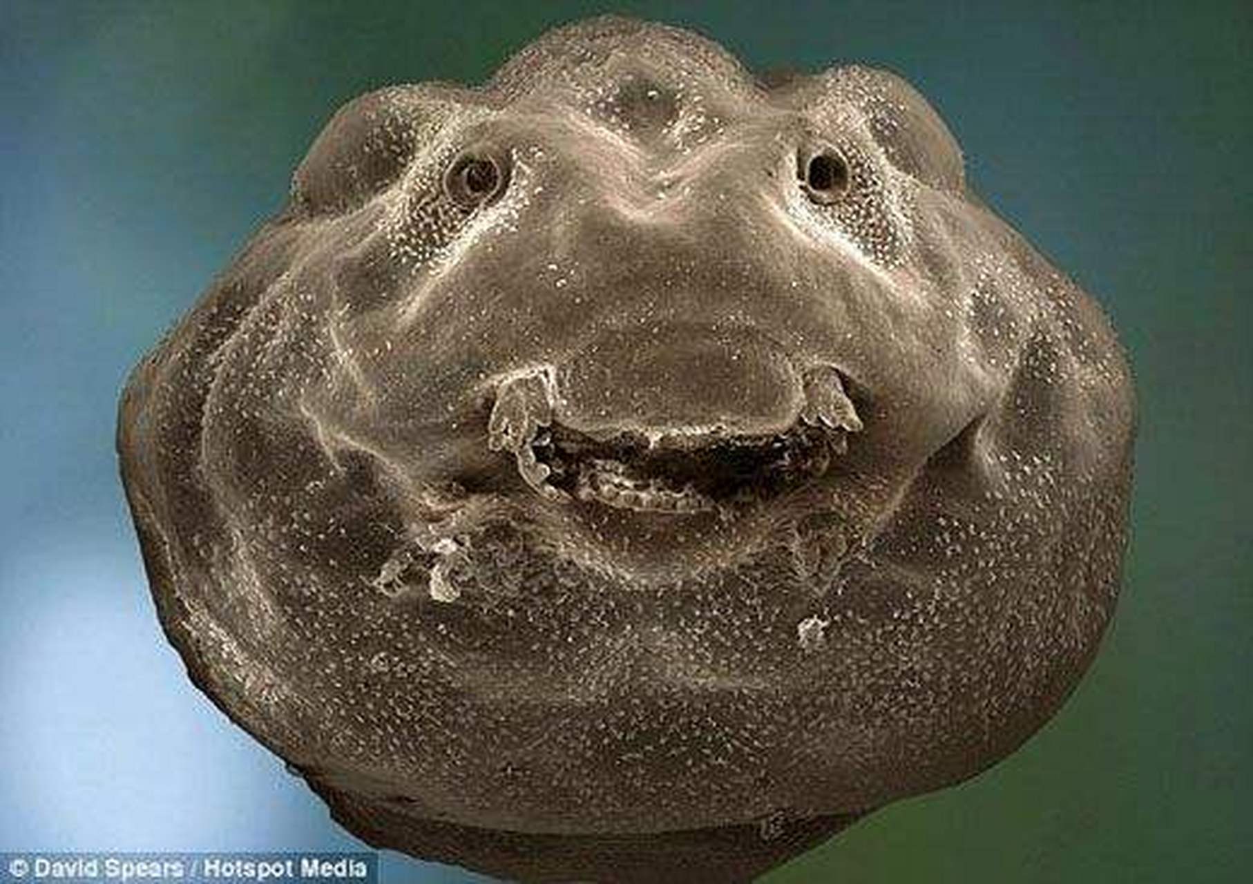 这是科学摄影师用高倍显微镜拍摄到的蝌蚪的"微笑"