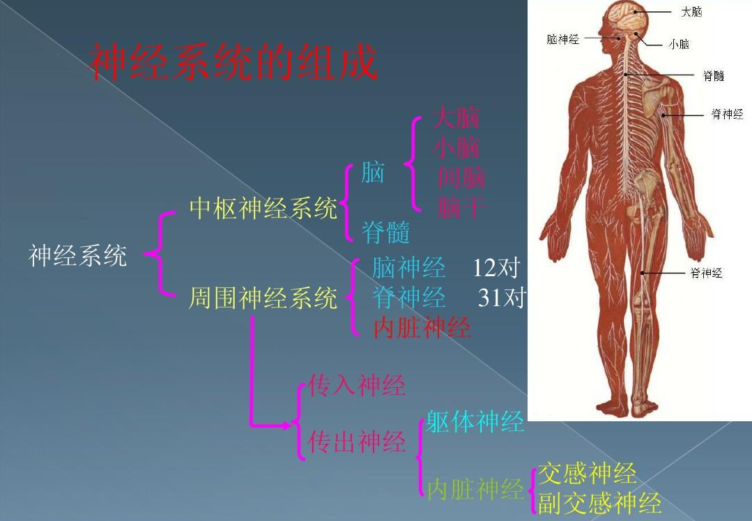 感觉统合基础:神经系统的组成