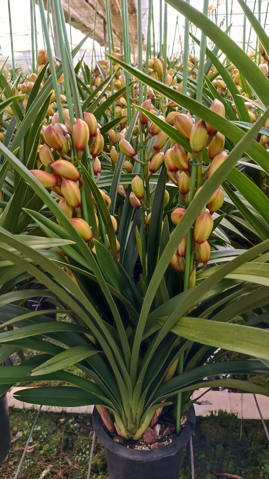 大花蕙兰金光黄金岁月