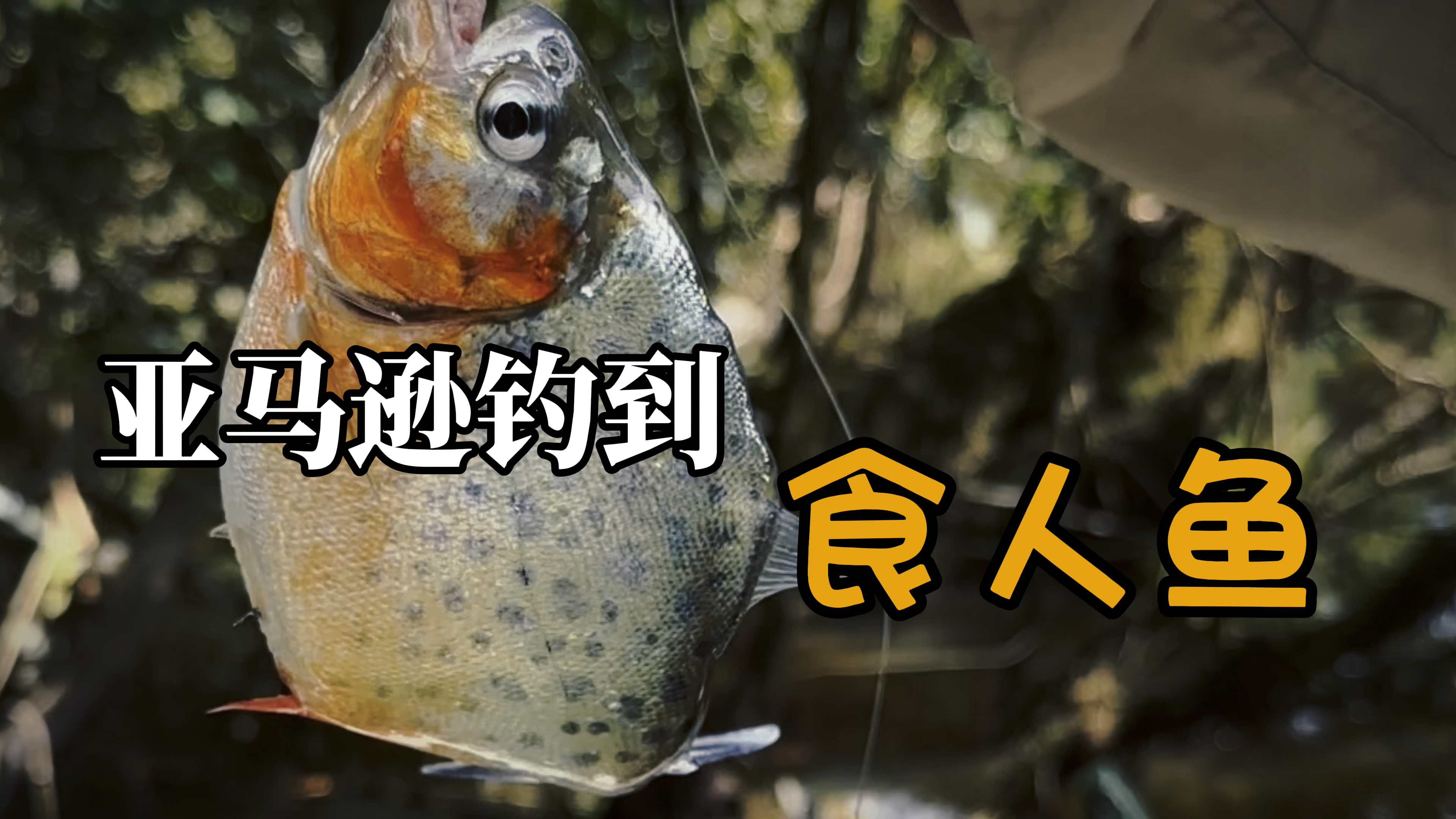 当我在亚马逊钓到传说中凶悍无比的食人鱼,竟然被它美哭了
