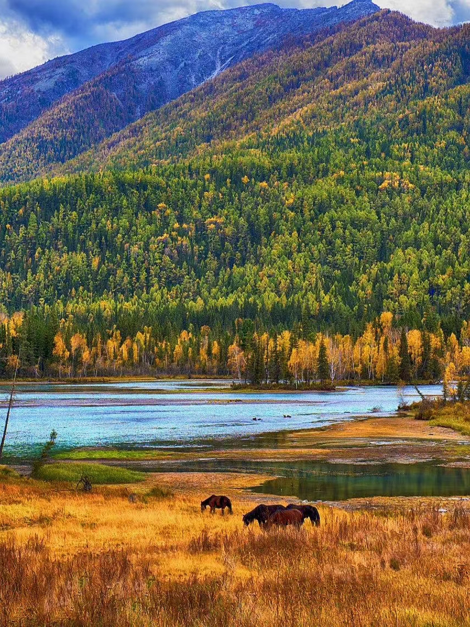 喀纳斯景区,禾木景区,白哈巴景区vip直通车 包车游玩,告别拥堵,排队