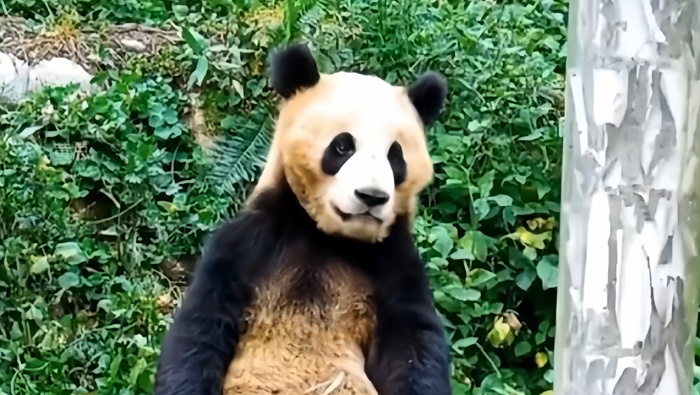熊猫宝泉雄性大熊猫,2019年8月3日出生于雅安碧峰峡,2023年五月走红于