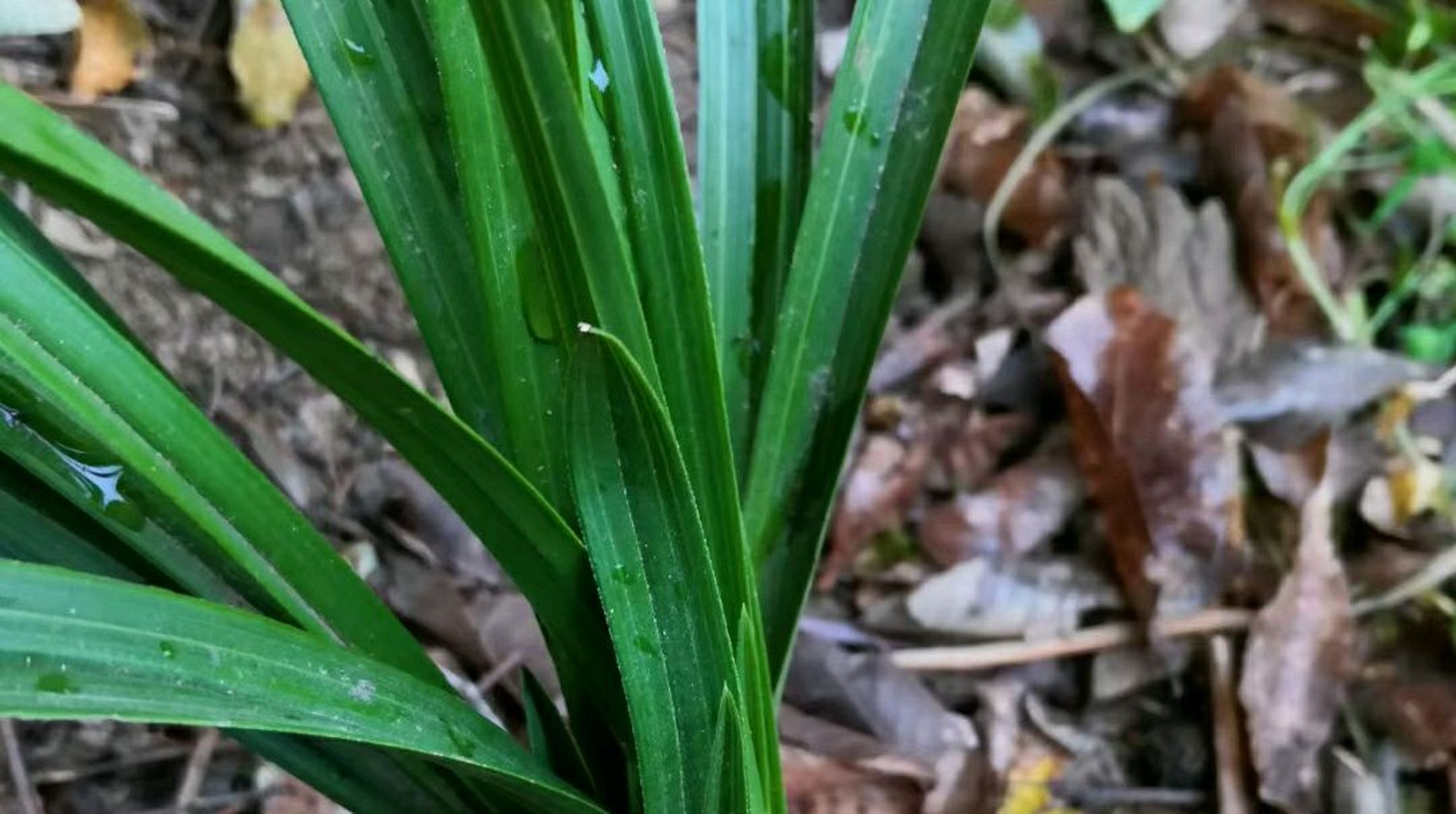 蕙兰木纹草头型草欣赏