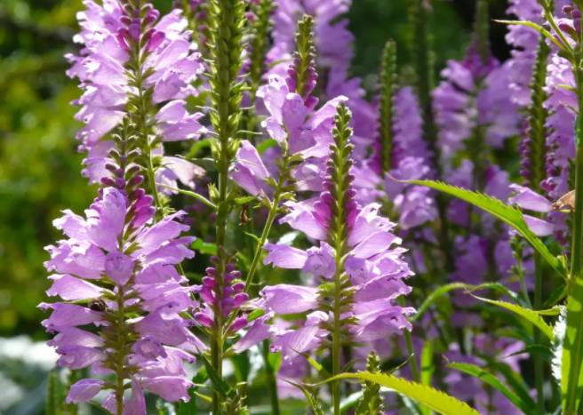 假龙头花合适的生长温度