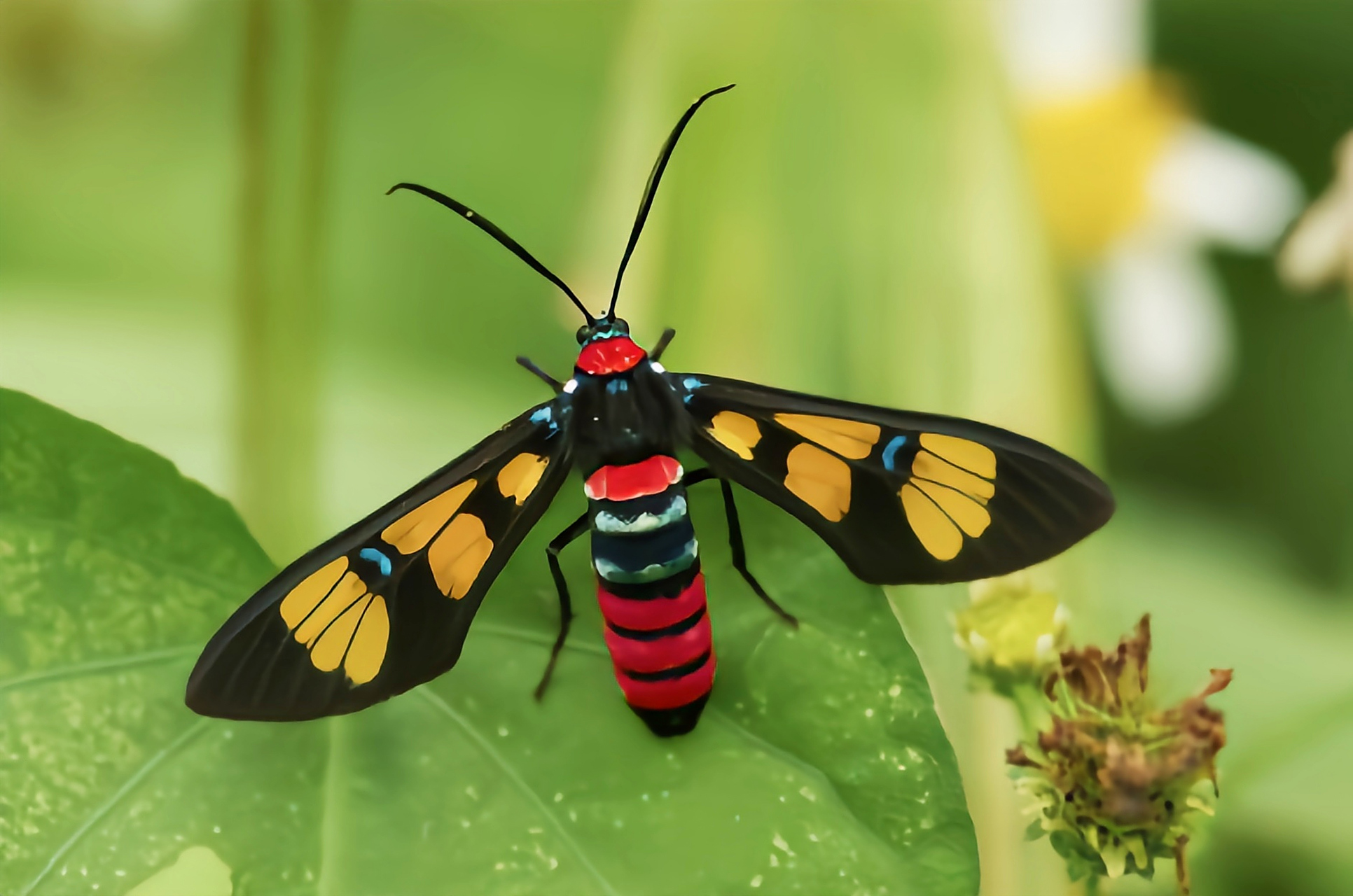 每天认识一种昆虫——彩腹鹿子蛾 彩腹鹿子蛾是鳞翅目,灯蛾科昆虫.
