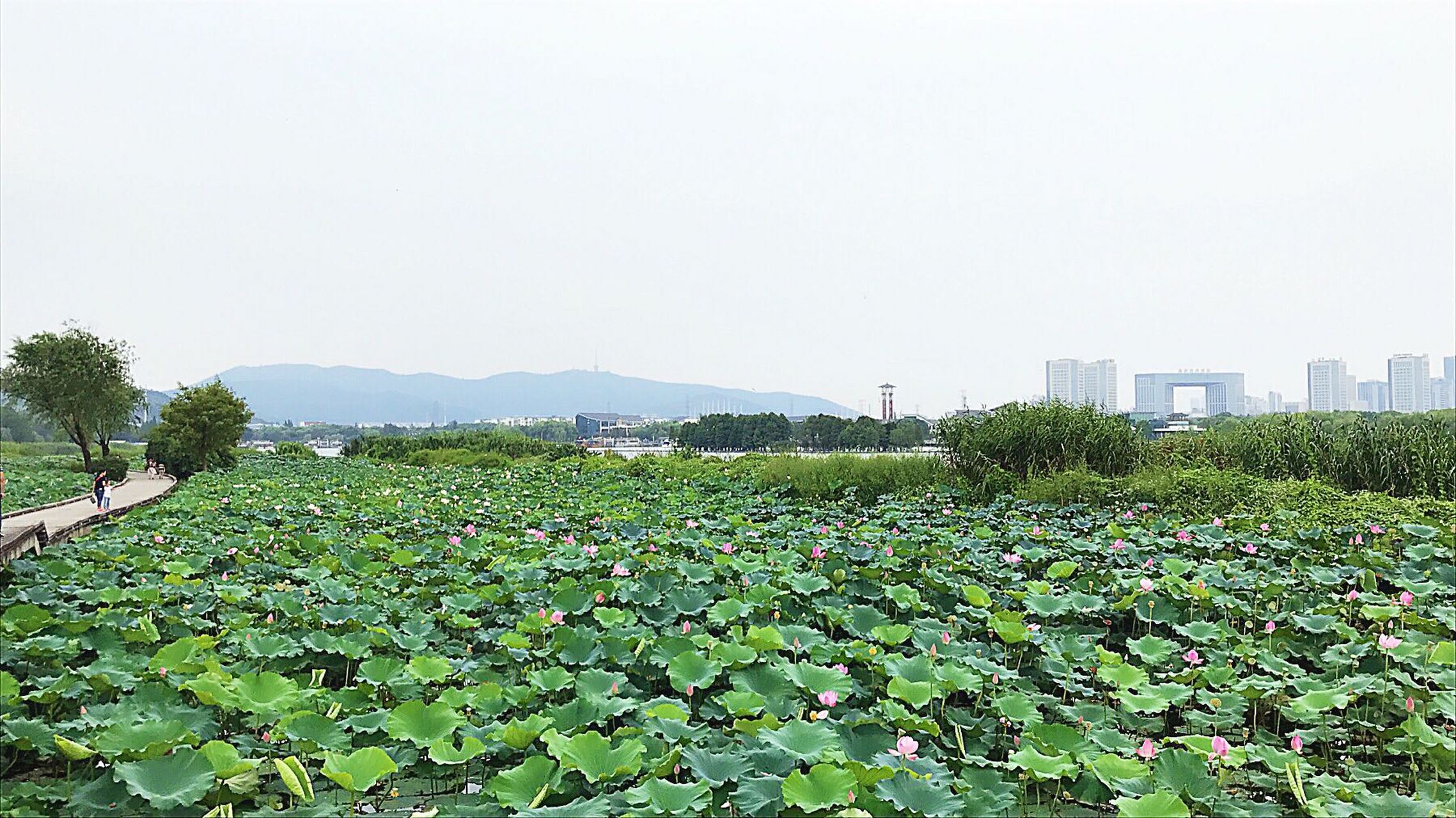 说说无锡话 无锡话中对人的称谓十分有意思,很多词和普通话一对照,字