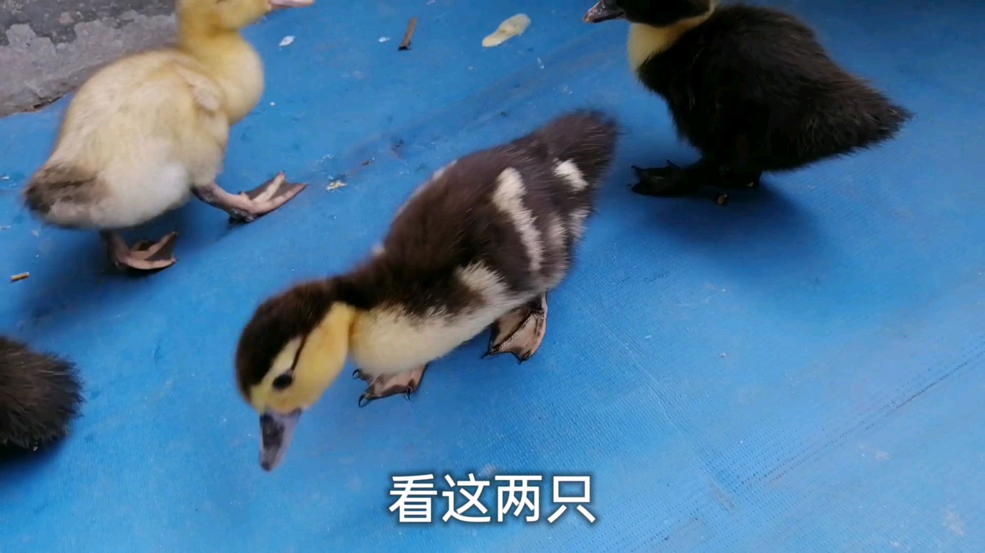 街上鸭苗品种多,温姐卖了几只鸭苗养,你能认岀是什么鸭种吗