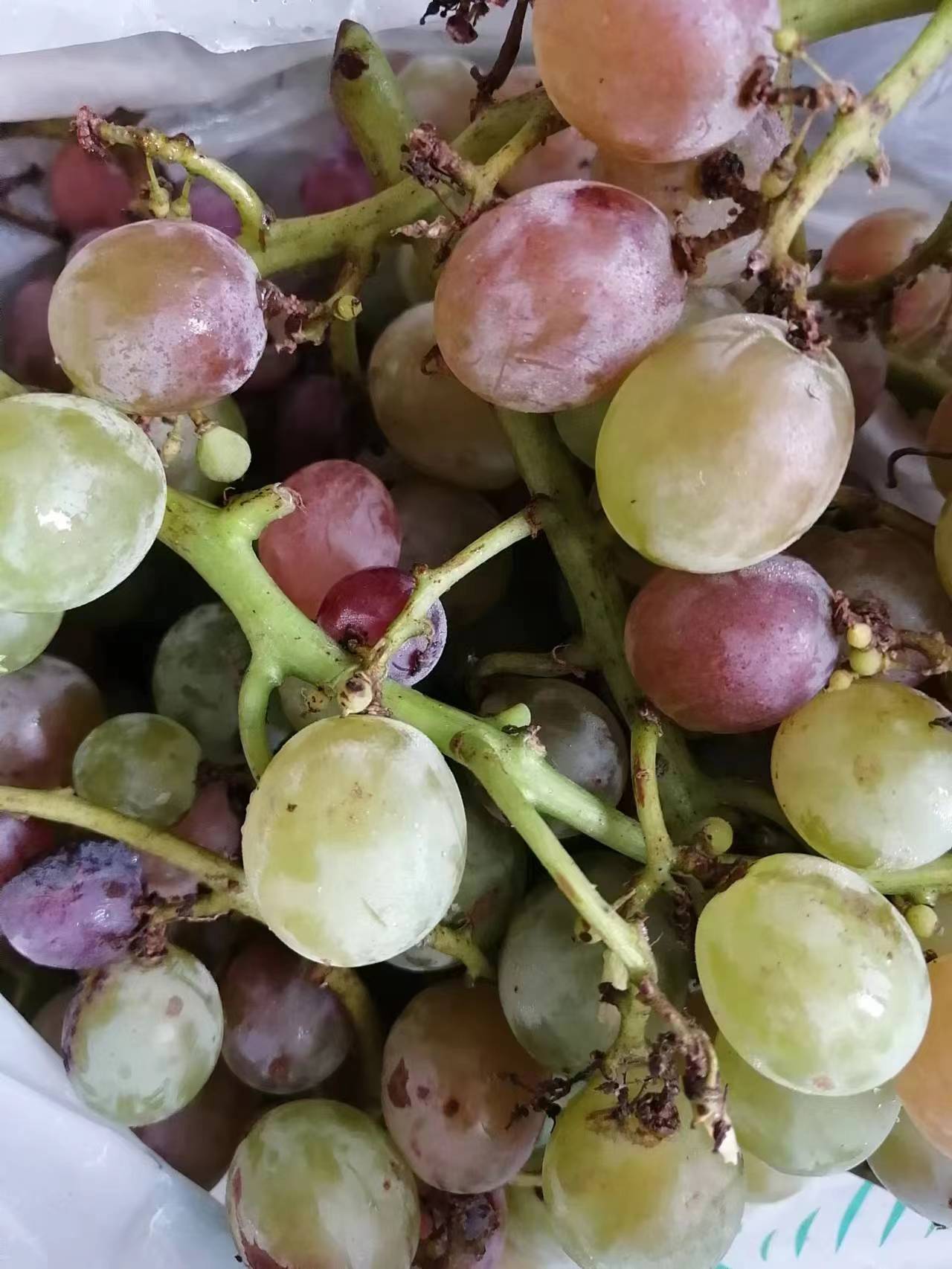 张嫂看到我之后,她急忙走了过来,对我说道:"晓梅,我送给你一袋子葡萄