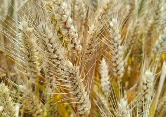 济麦5198小麦品种简介图片