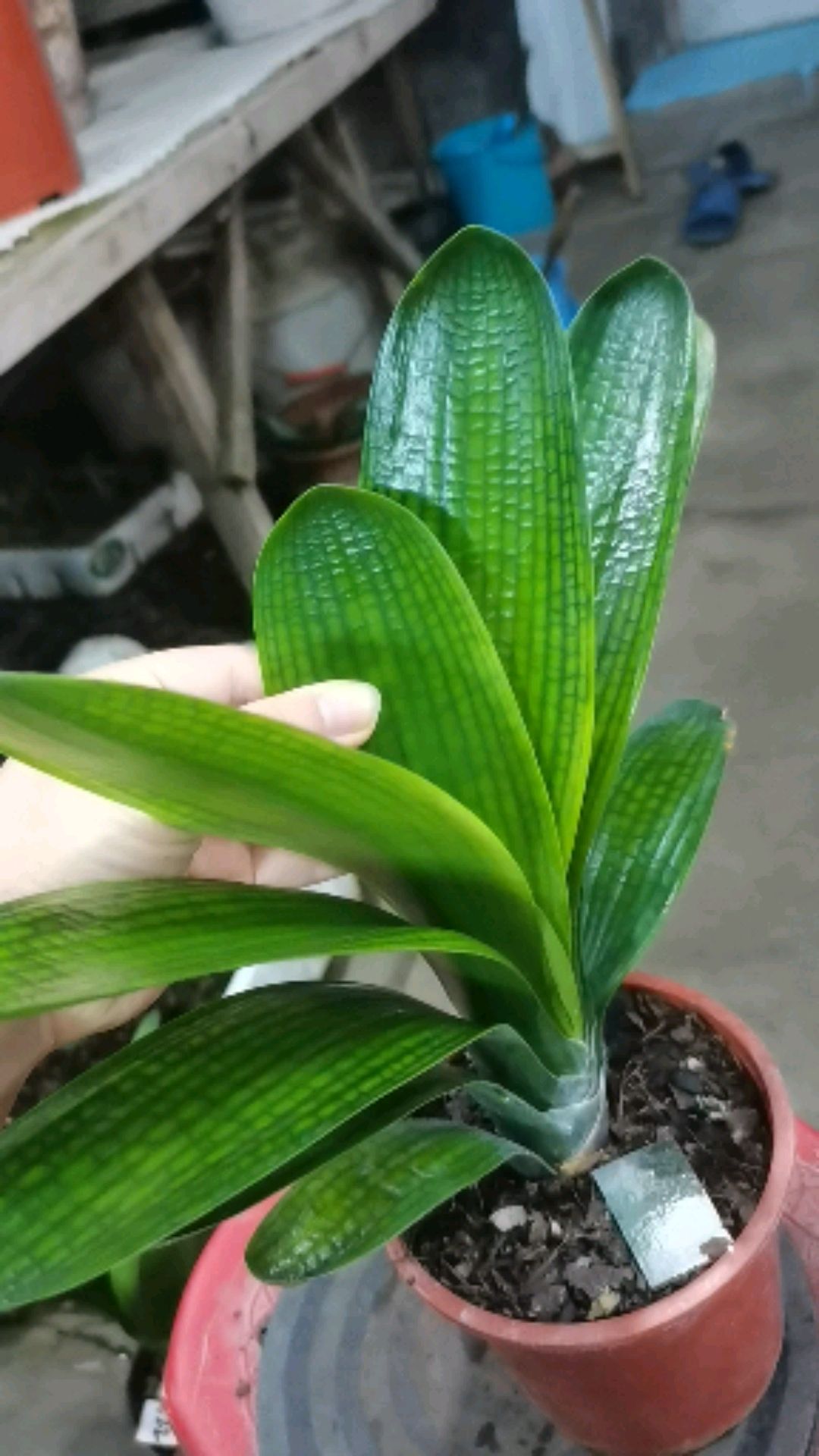 圆头宽叶腊膜油匠花脸君子兰-度小视