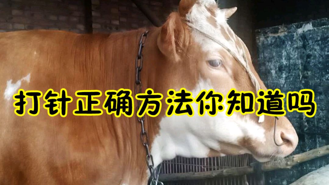 养牛经验:给牛这样打针吸收快还不起包,快来看看你做对了吗