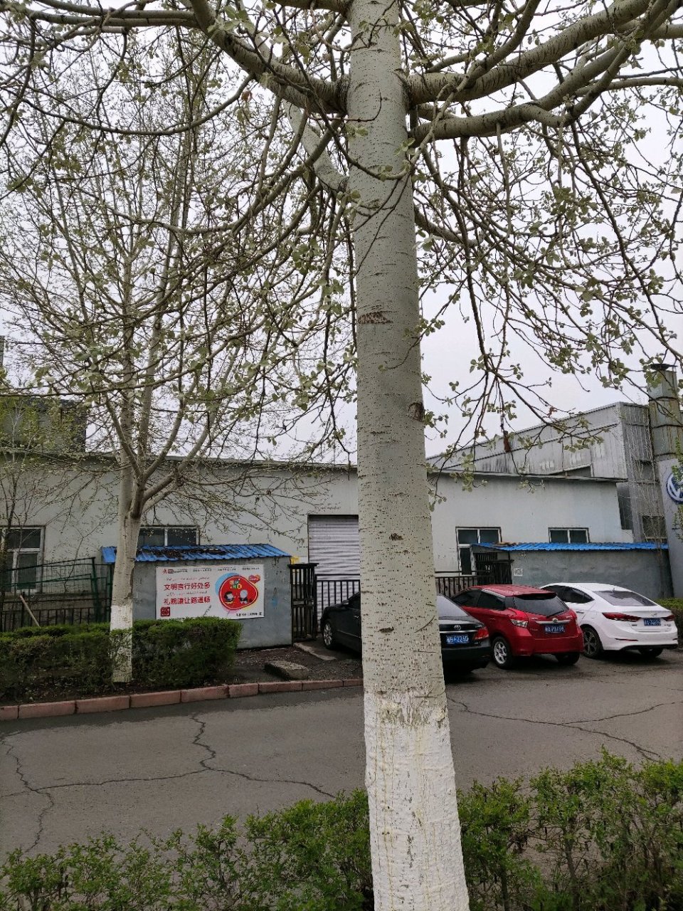 乌鲁木齐头条# 乌鲁木齐街头这种白皮树,是什么树?