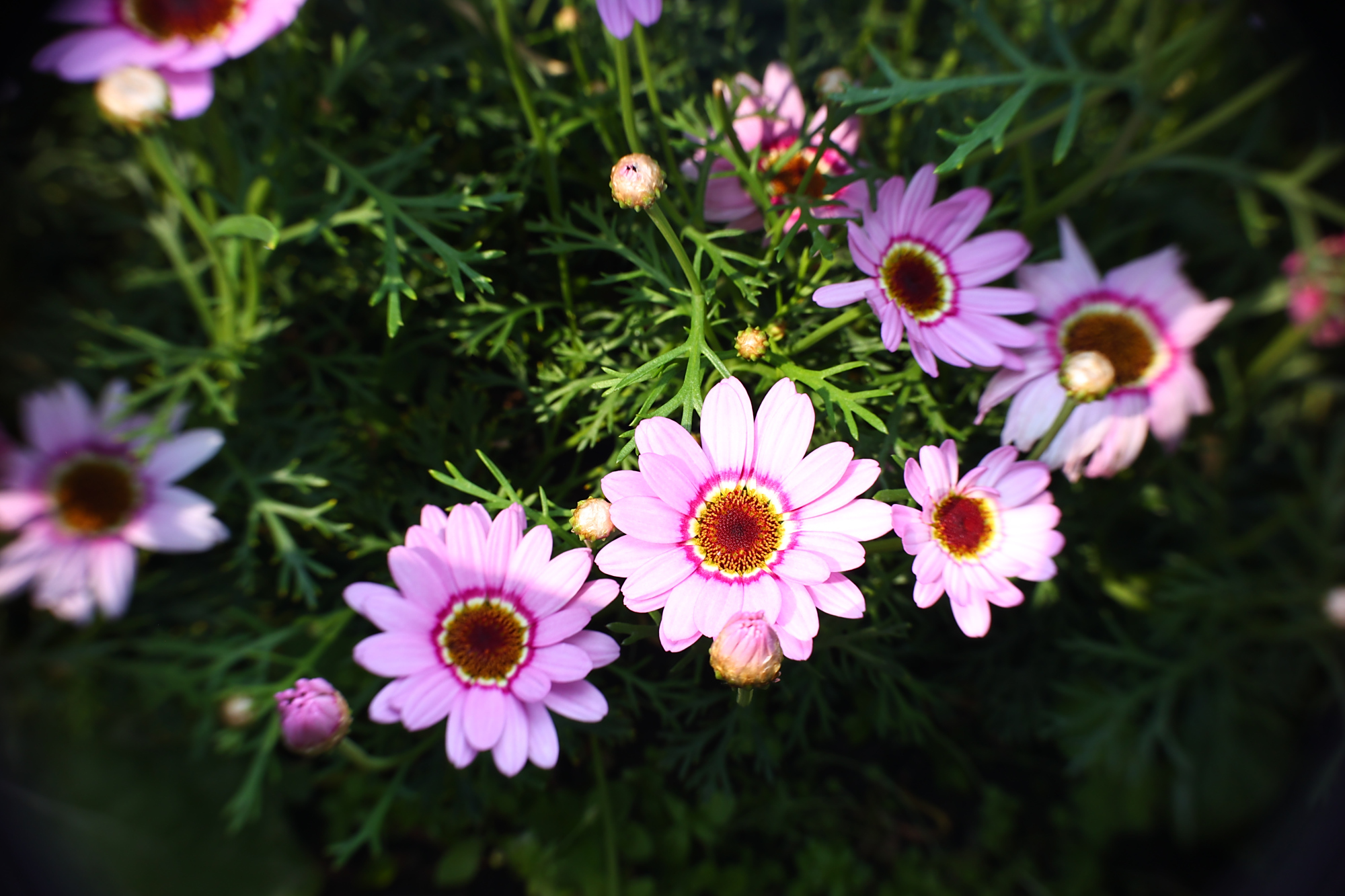 木茼蒿的浪漫你知道吗