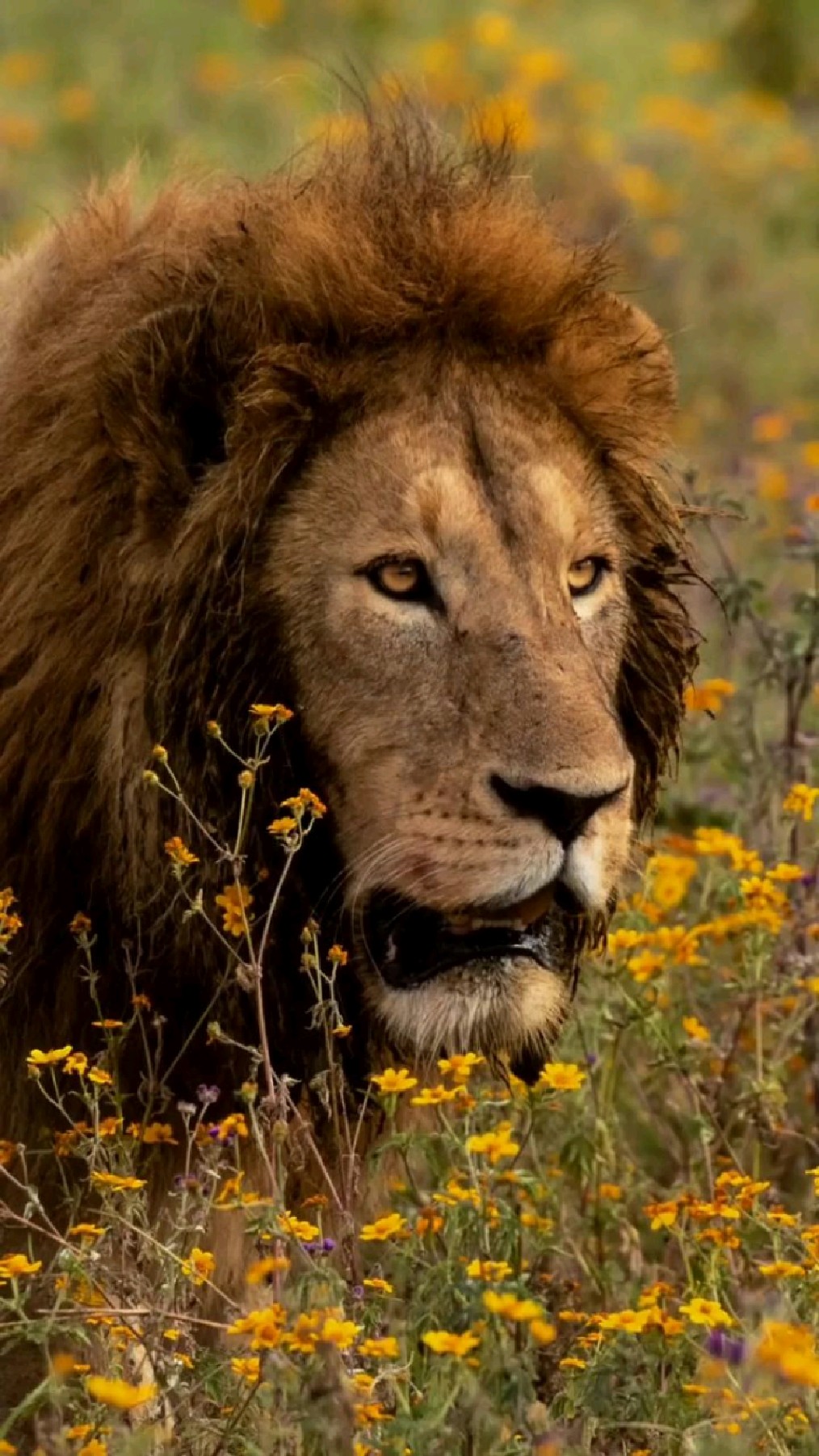 火山口的强壮雄狮
