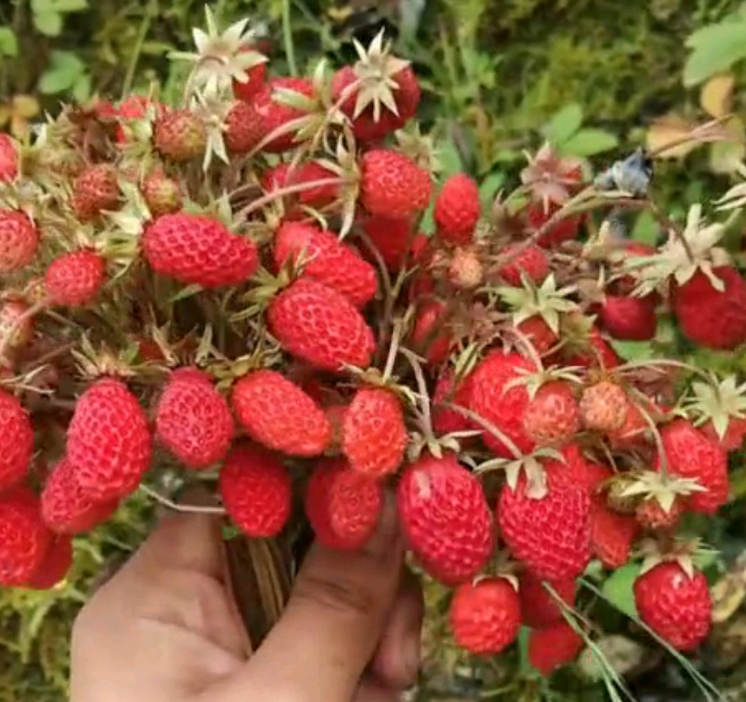 瓢子——野草莓