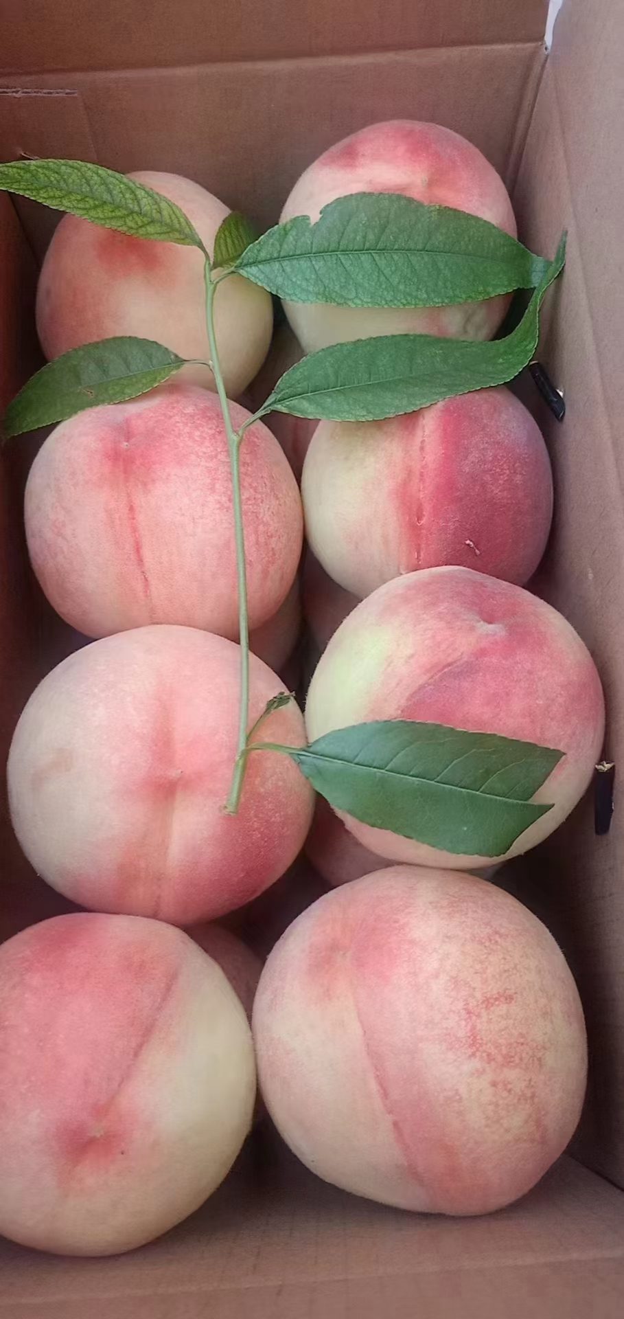 兰州安宁白凤桃预定中