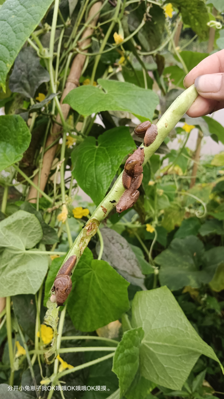 菜园里的蜗牛犯难成灾怎么办  在乡村的田野和城市的花园里,蜗牛是一