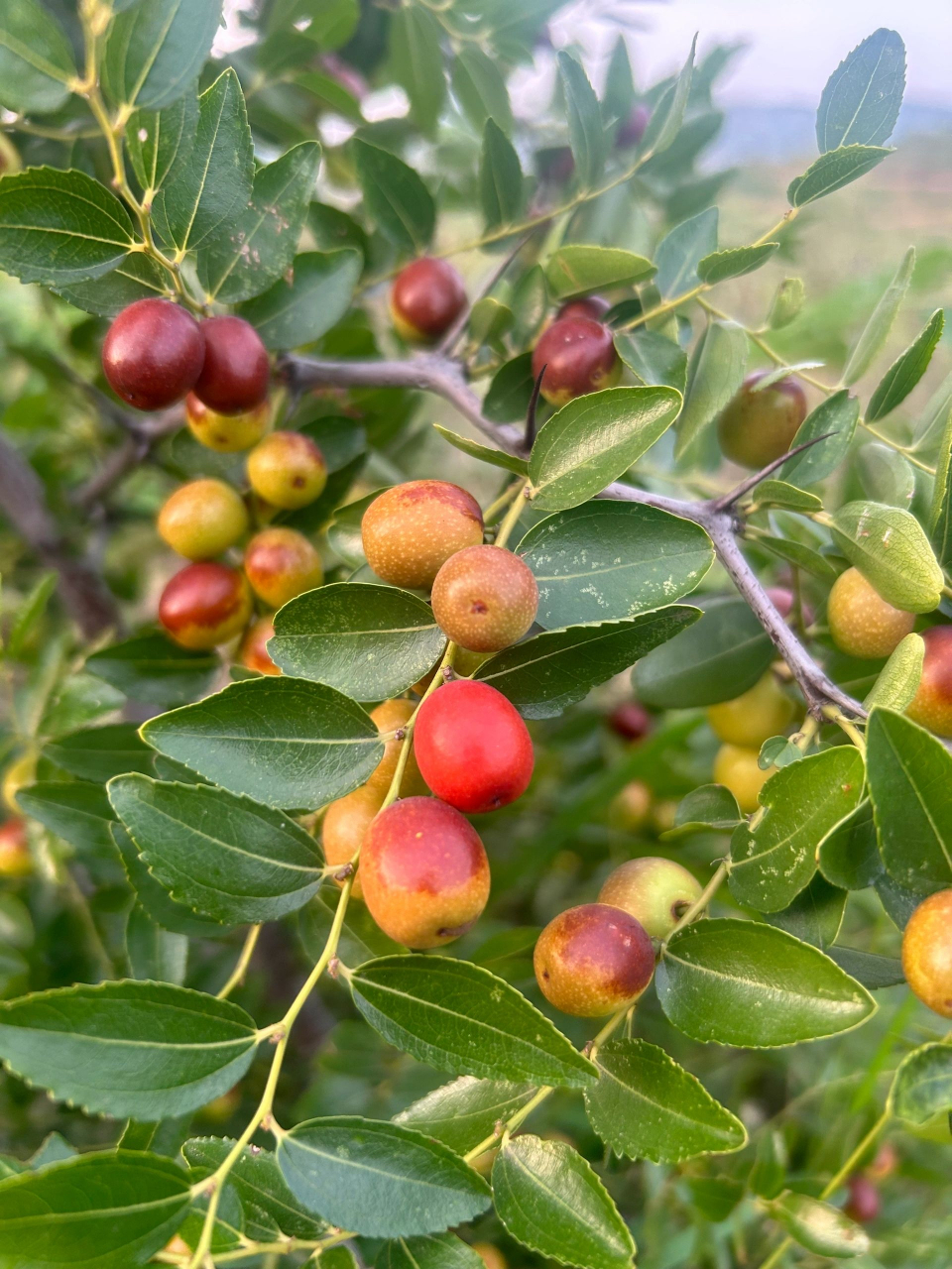 农村的野枣,现在也没有人吃了,记得小时候没有水果吃,野枣也是不错的