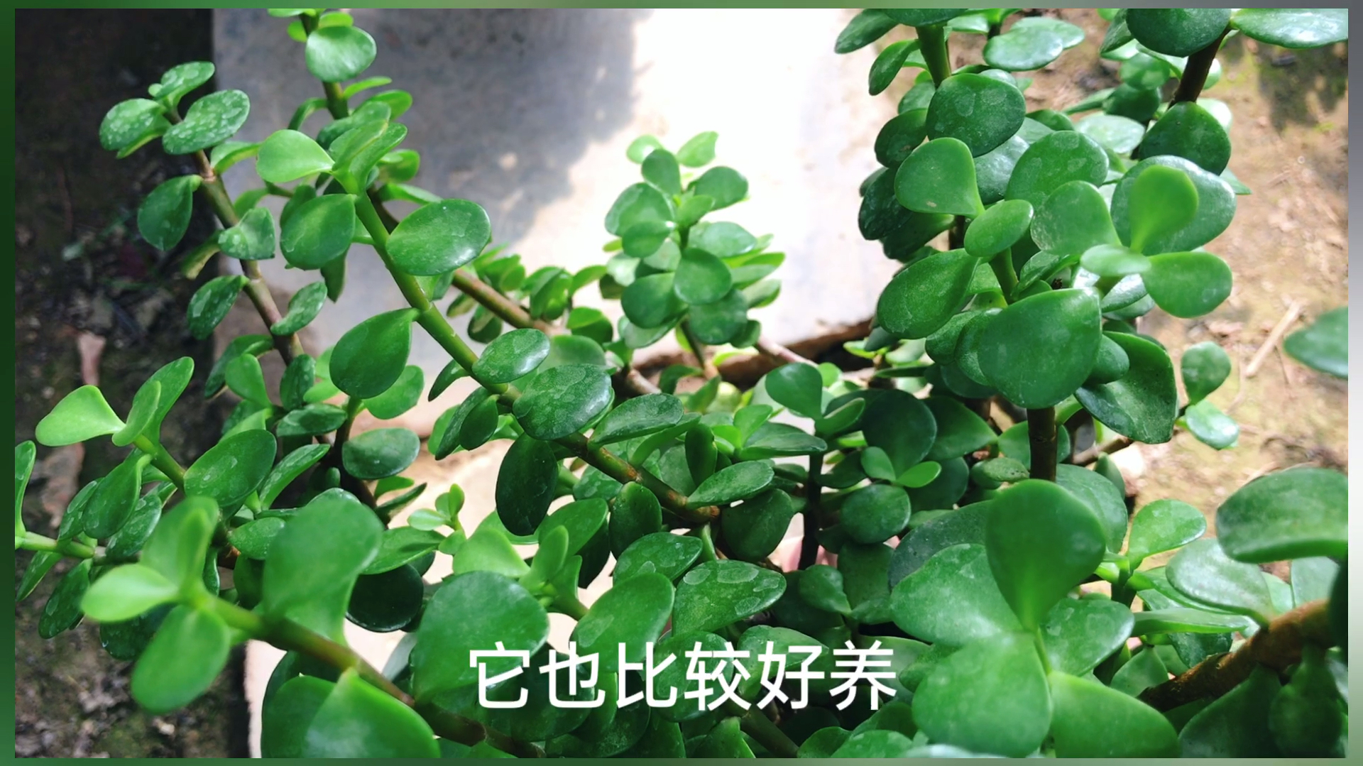 金枝玉叶好看又好养,秋天是扦插的好季节,喜欢就赶快行动吧!