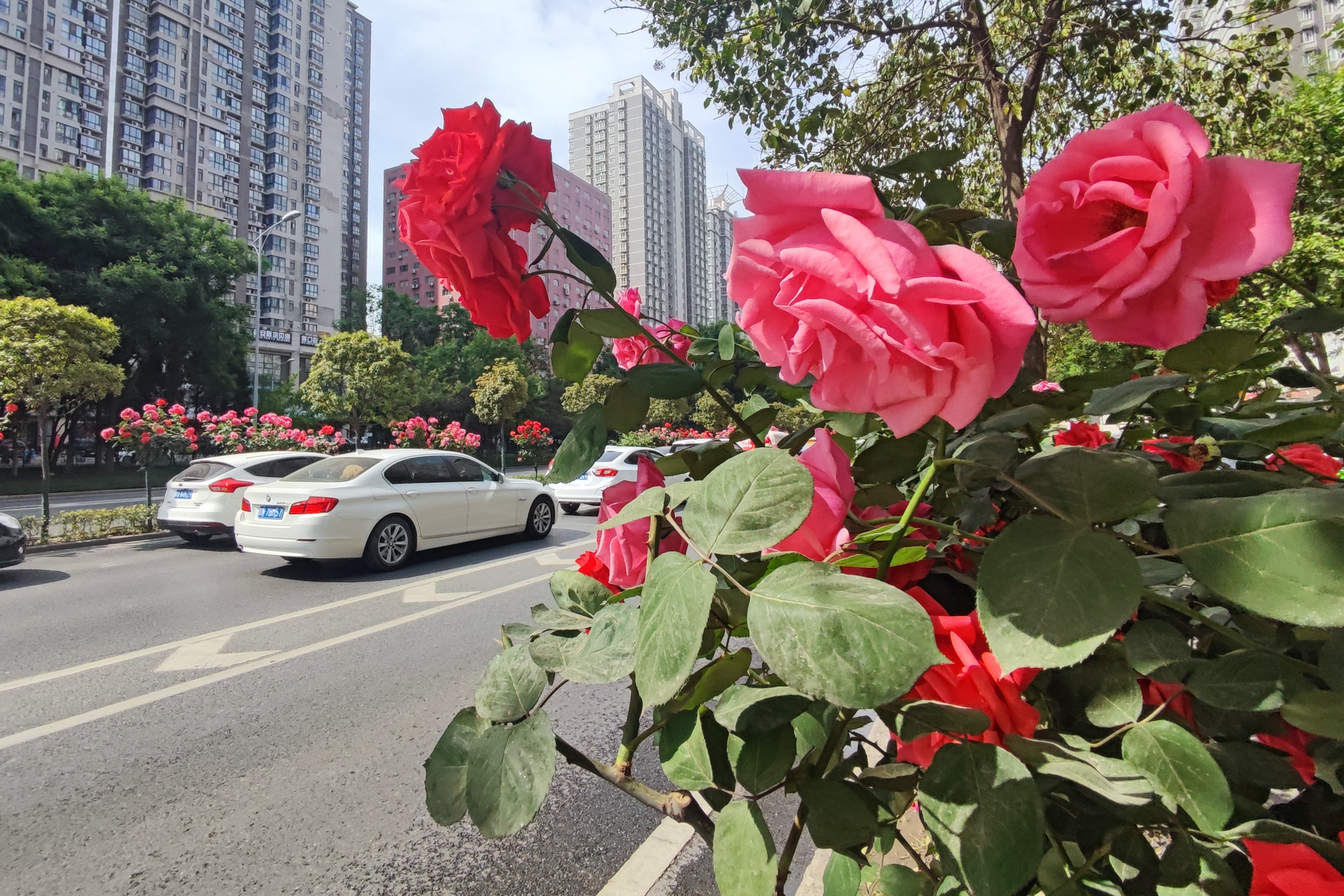 西安南二环月季花开红满街