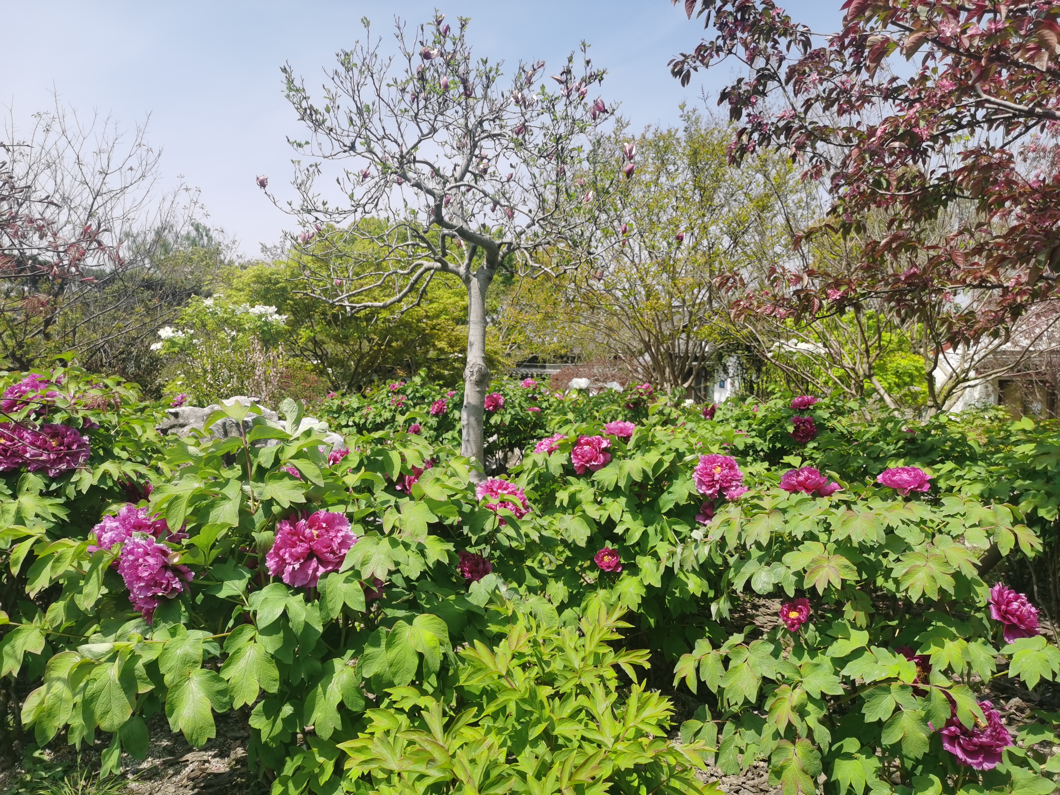 嘉兴南湖勺园牡丹正盛开