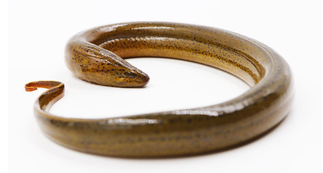 泥鳅和黄鳝能混养吗