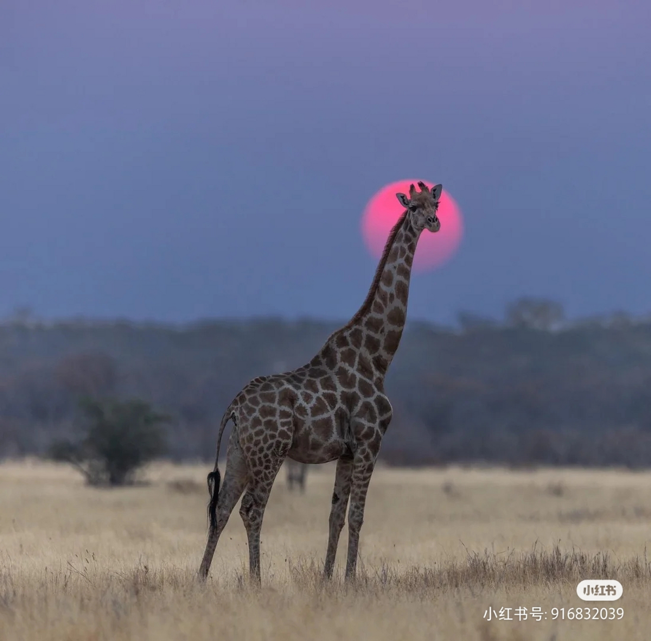 夕阳下的动物们