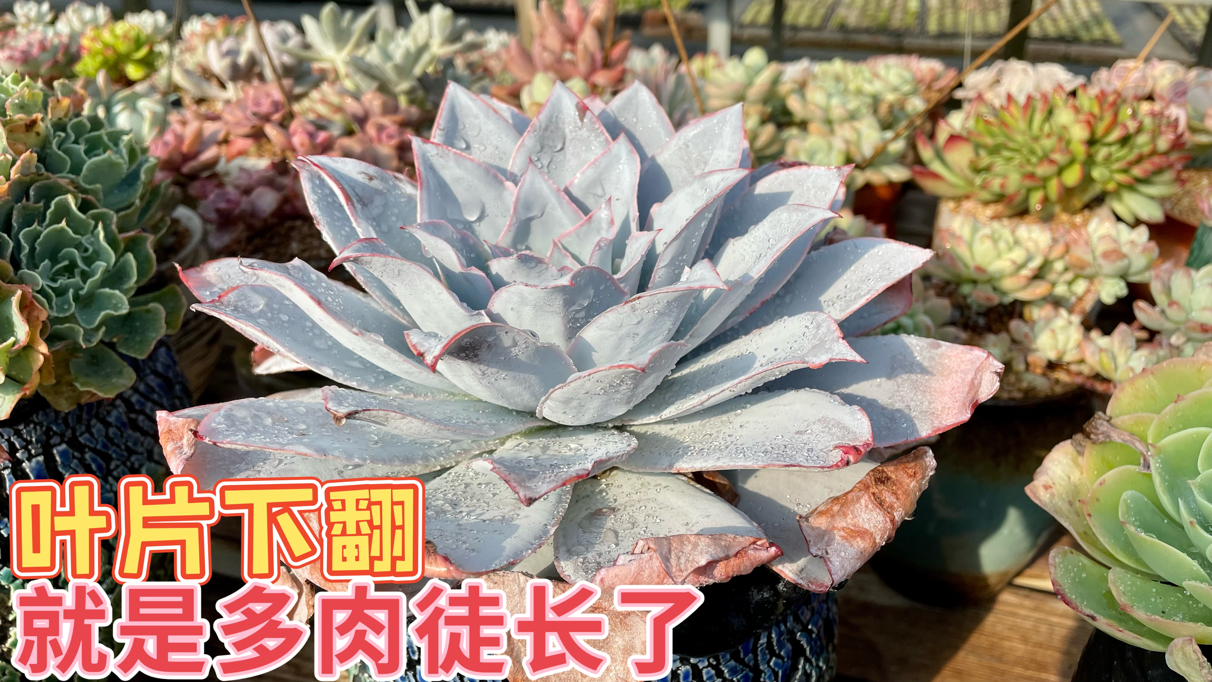 你知道吗?多肉植物徒长不光只有长高这一种,还有一种是叶片下翻