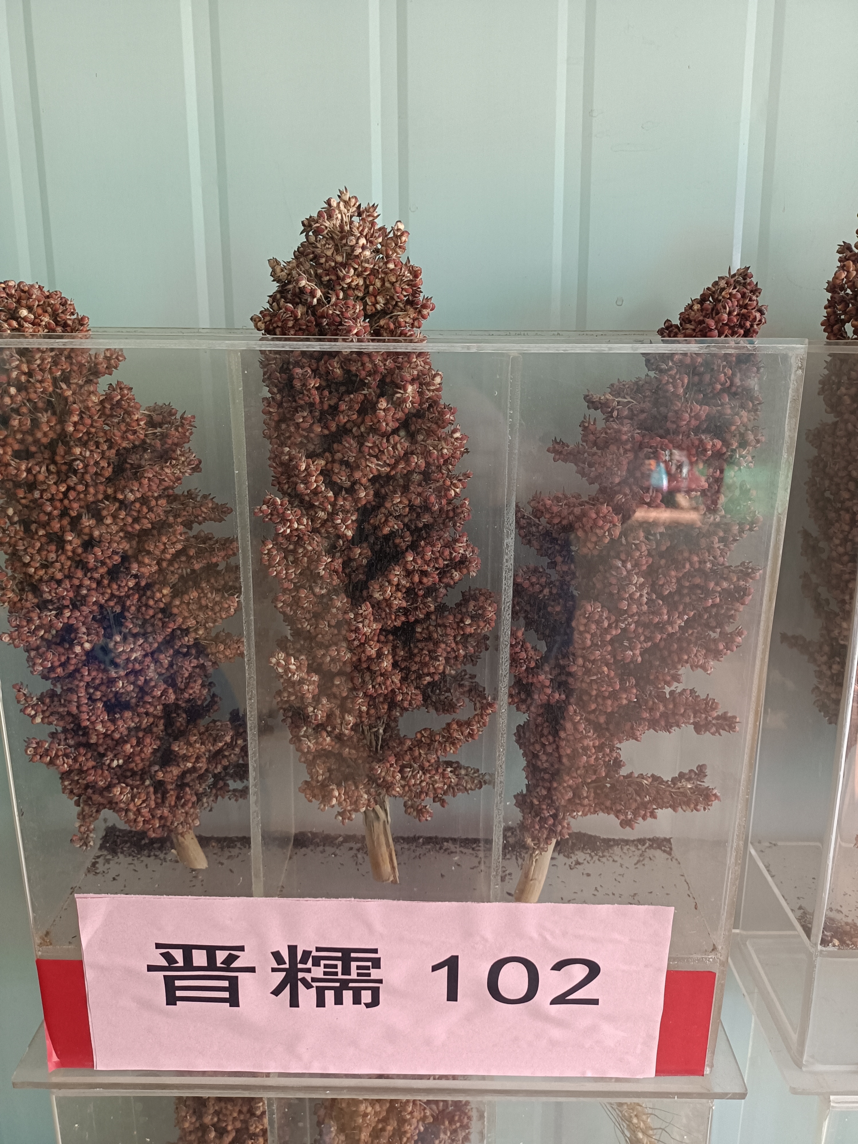 晋糯102高粱种子简介图片