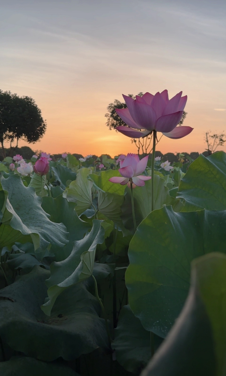 盛夏风景# 再忙,总得有那么一些时光,静享闲暇之乐.