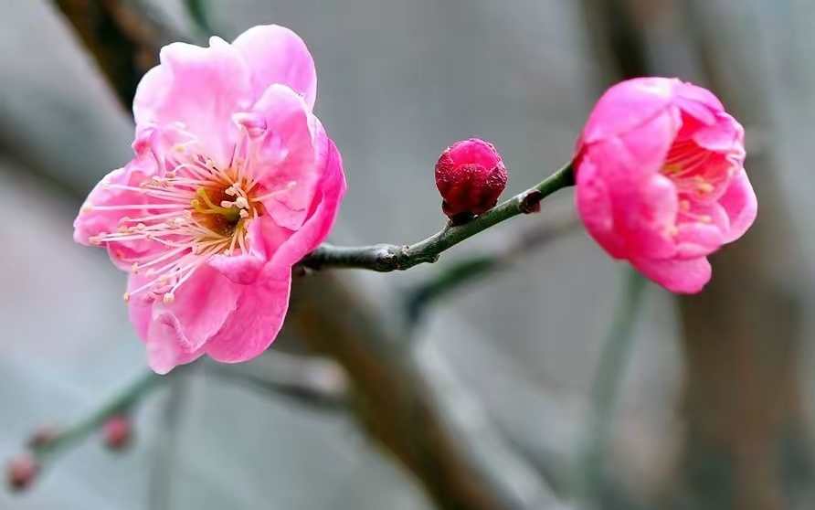 唯美治癒的紅梅,願你抬頭皆美好,所見皆溫柔