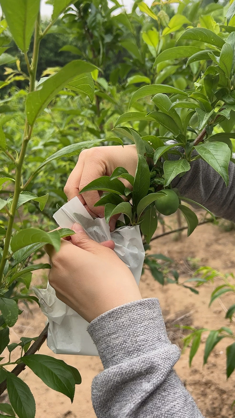 味王李子简介图片