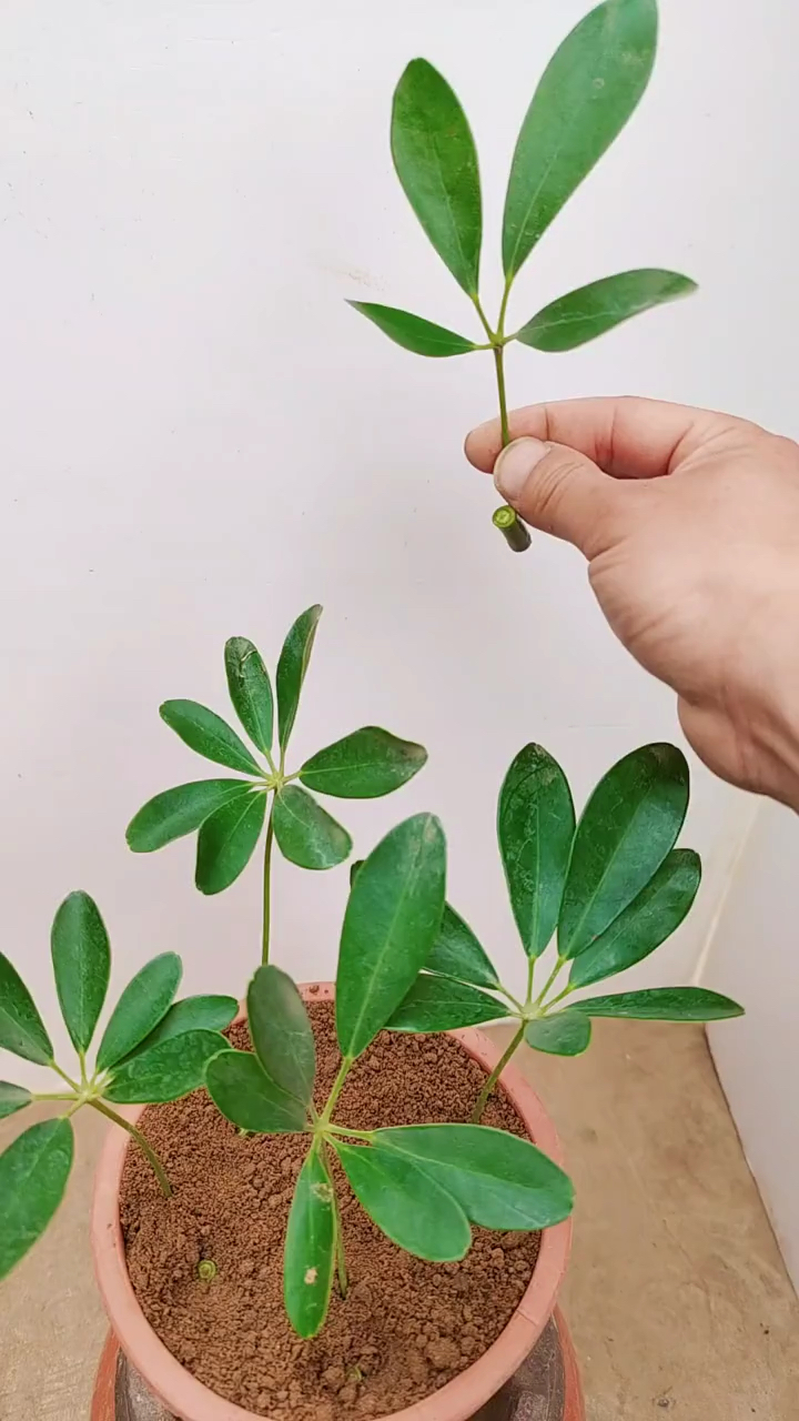 八方来财鸭掌木扦插繁殖