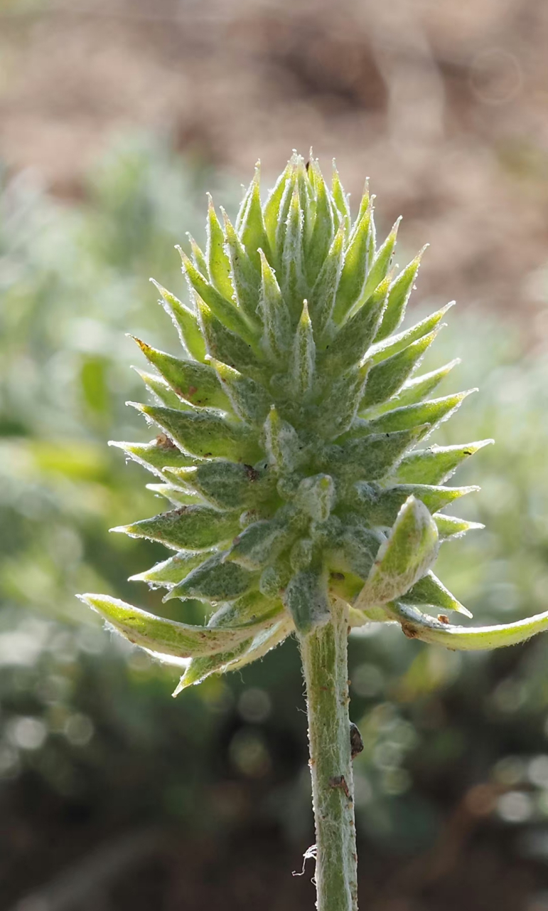 角果毛茛 ceratocephala testiculata毛茛科 角果毛茛属 .