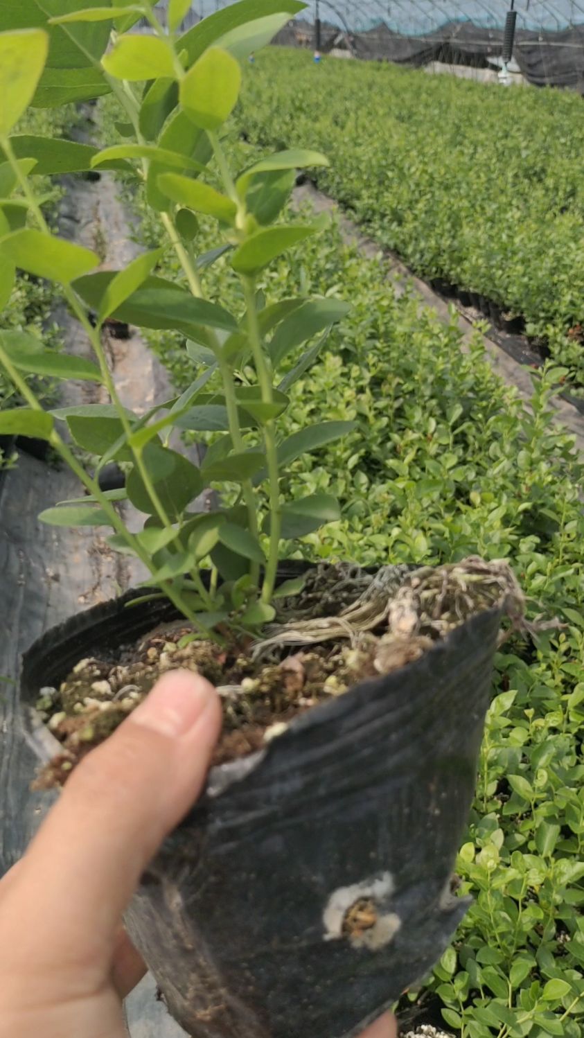 营养杯云雀蓝莓苗,果粒大,果粉厚,脆甜可口!-度小视