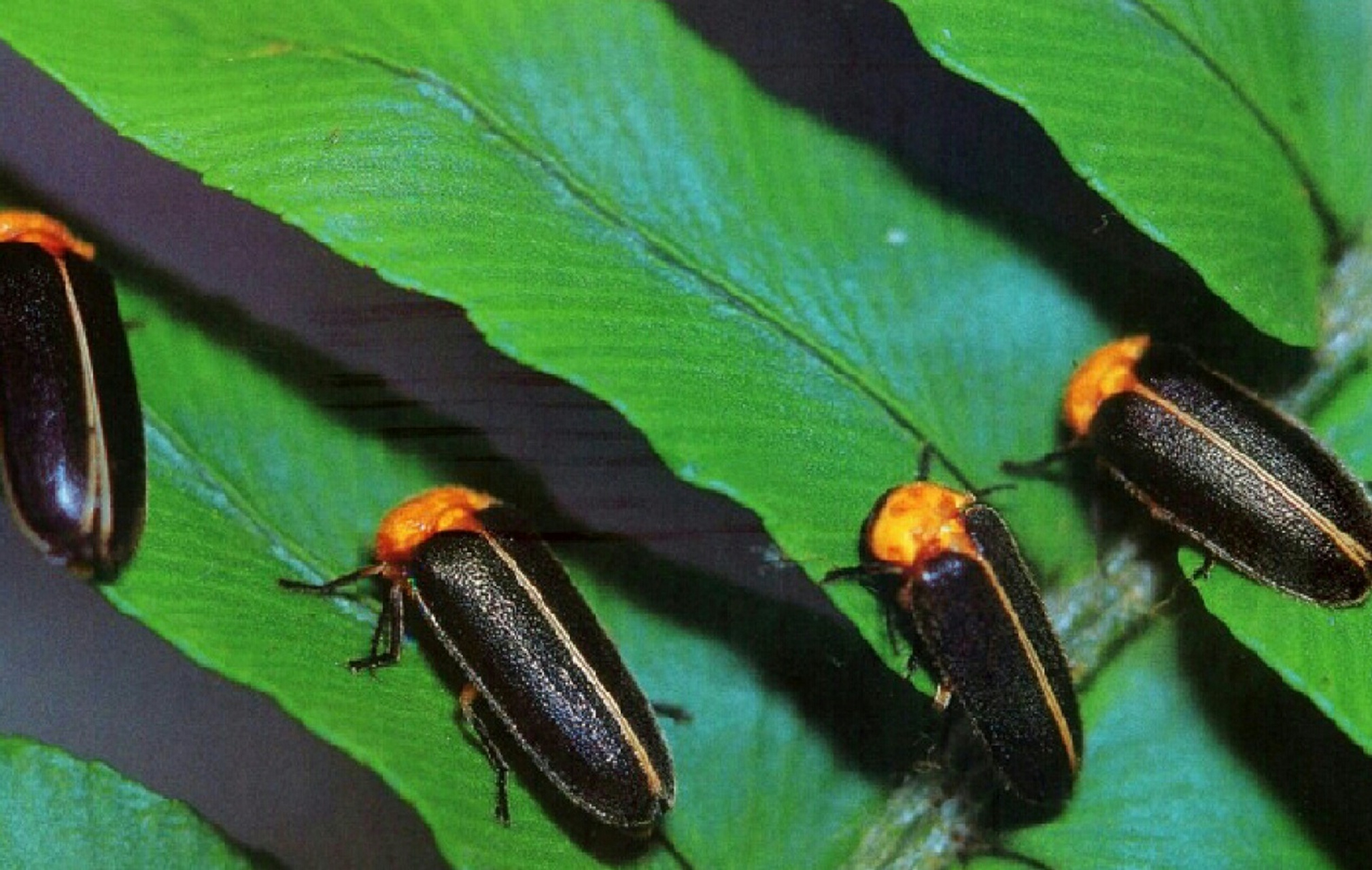 昆虫鞘翅微观结构图片