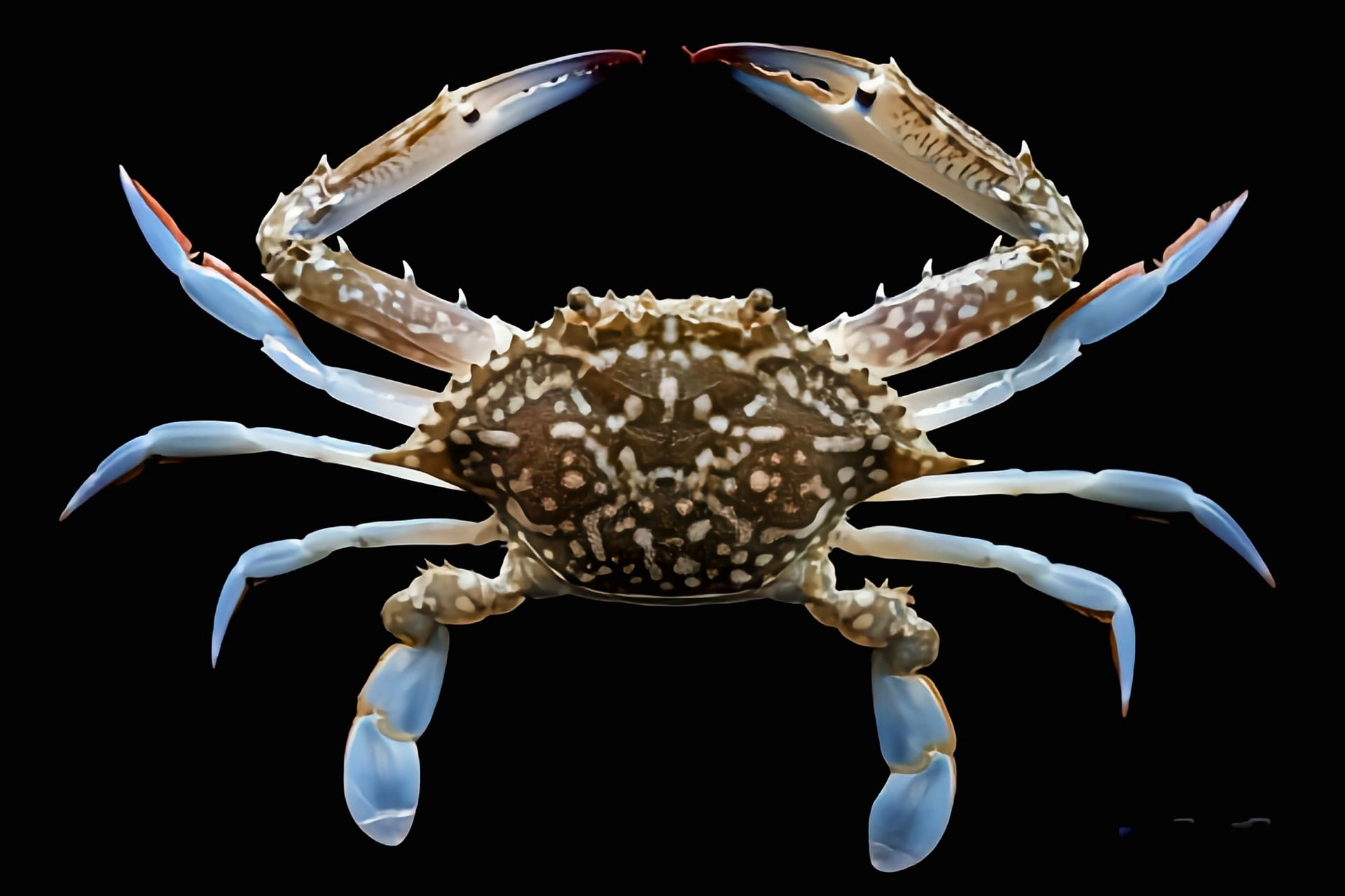 每天认识一种动物——梭子蟹 梭子蟹 别名海蟹,三点蟹,三疣梭子蟹,原