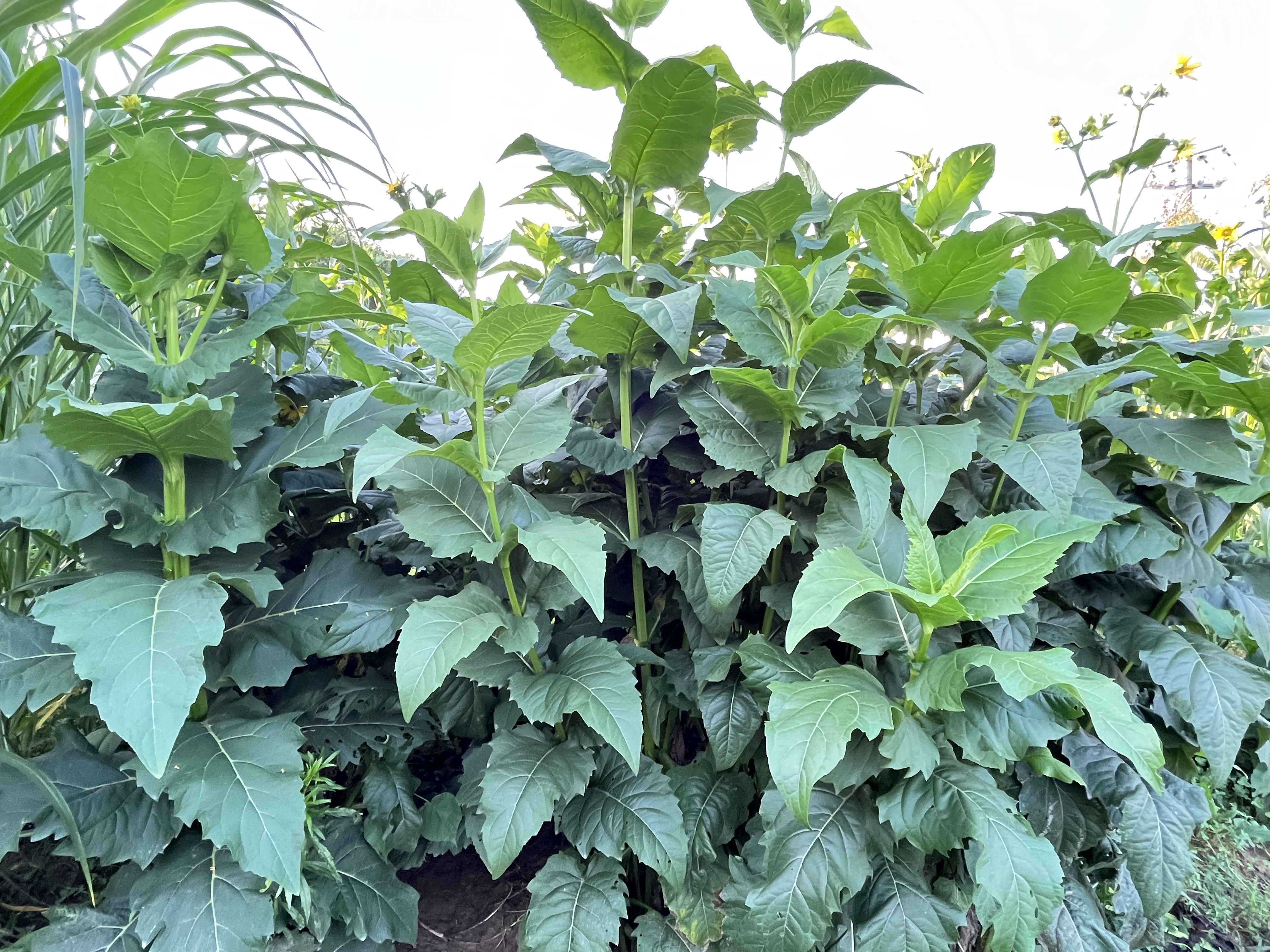 被炒到6000块钱一斤种子的"华夏神菊",实际种植成本不到20块钱