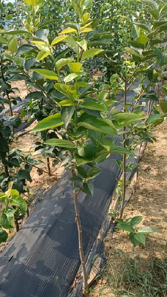 脆甜柿子树苗巧克力甜柿品种直接食用适合庭院种植