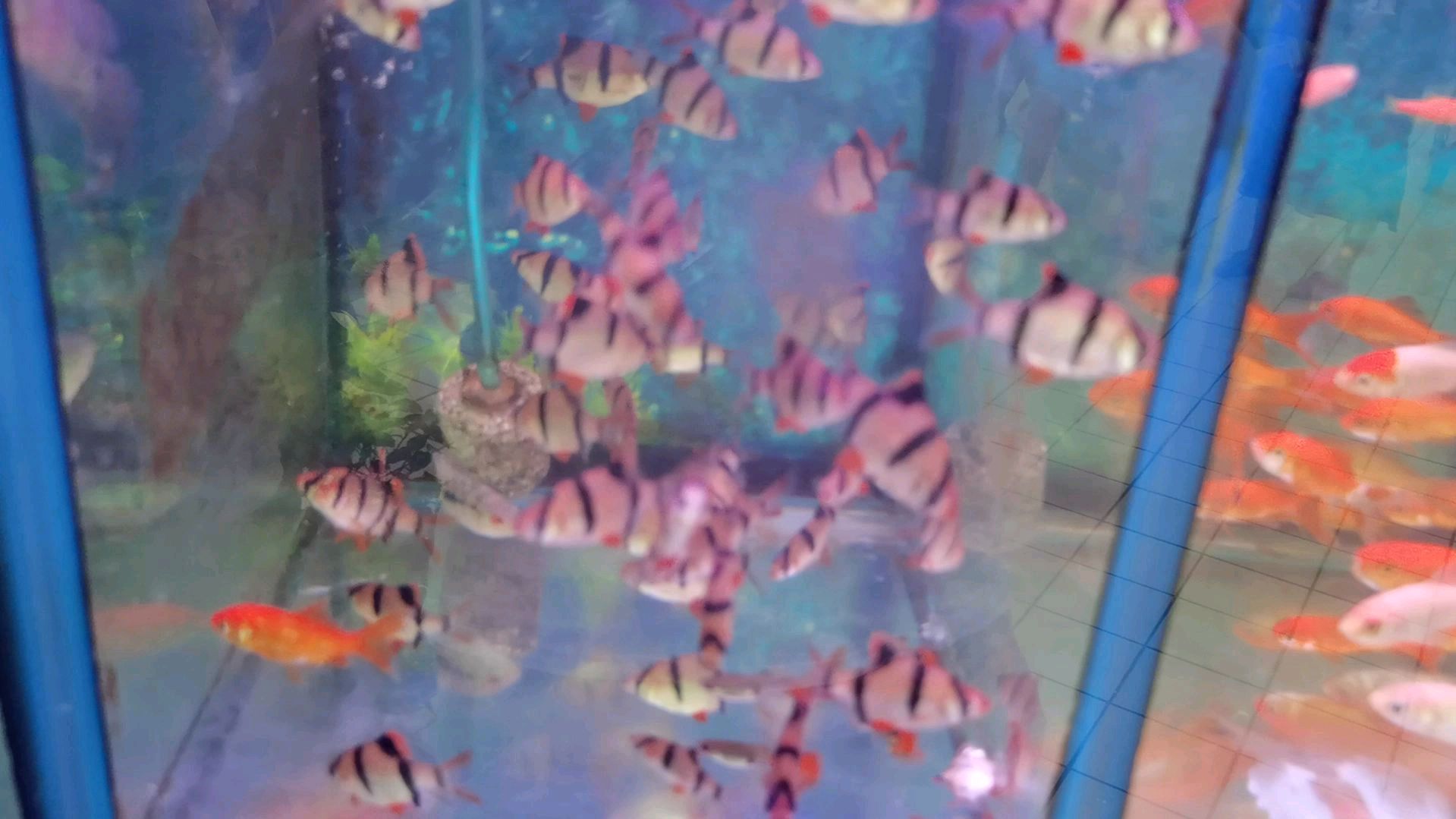 可爱的热带斑纹观赏鱼