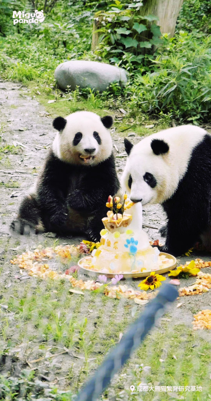 大熊猫# 大熊猫萌兰,和花,和叶三只小熊同一天过生日,收到了精心准备