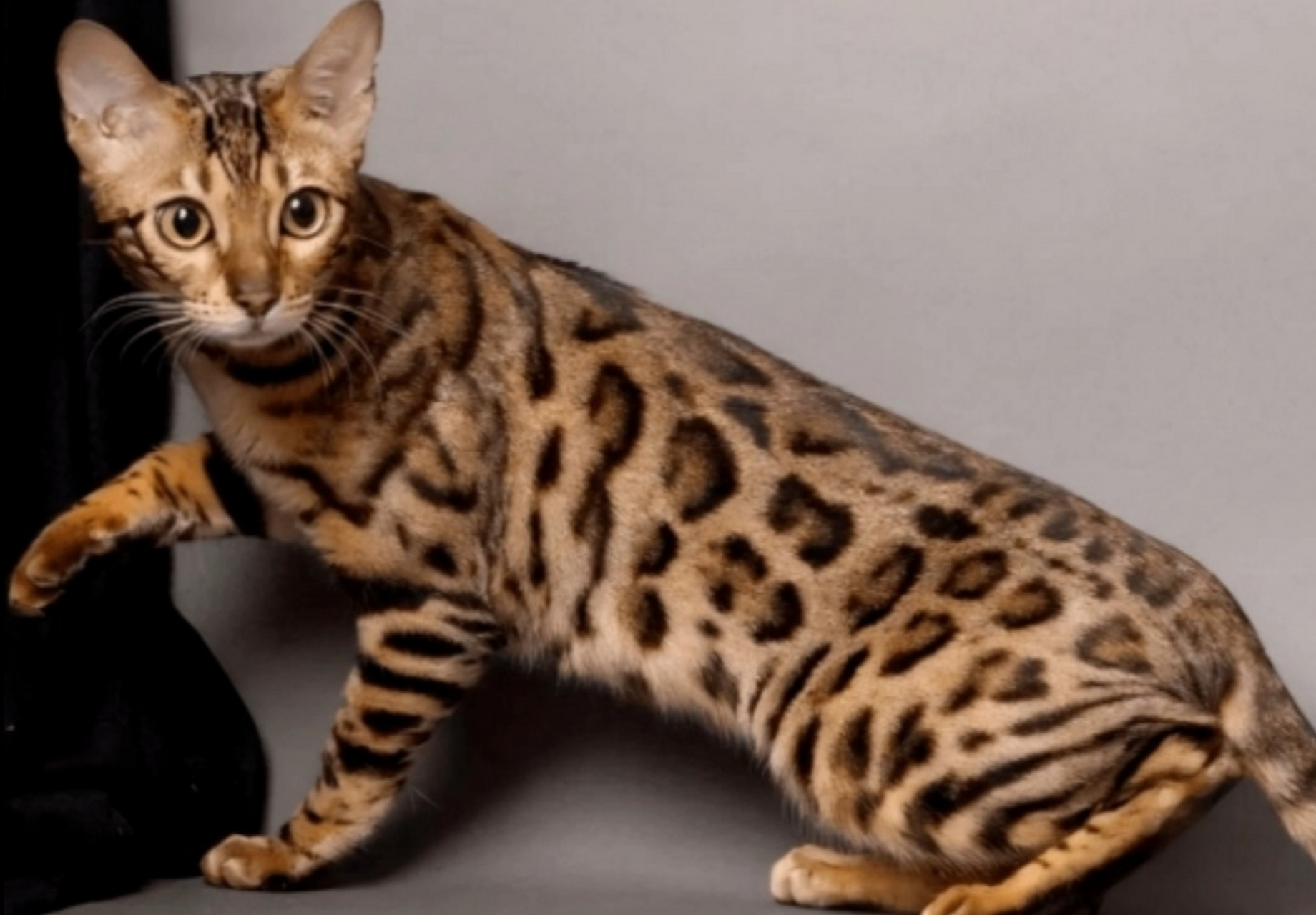 最贵的猫～阿瑟拉猫#猫咪#  参考价格:10w~66w 阿瑟拉猫,可以说是世界