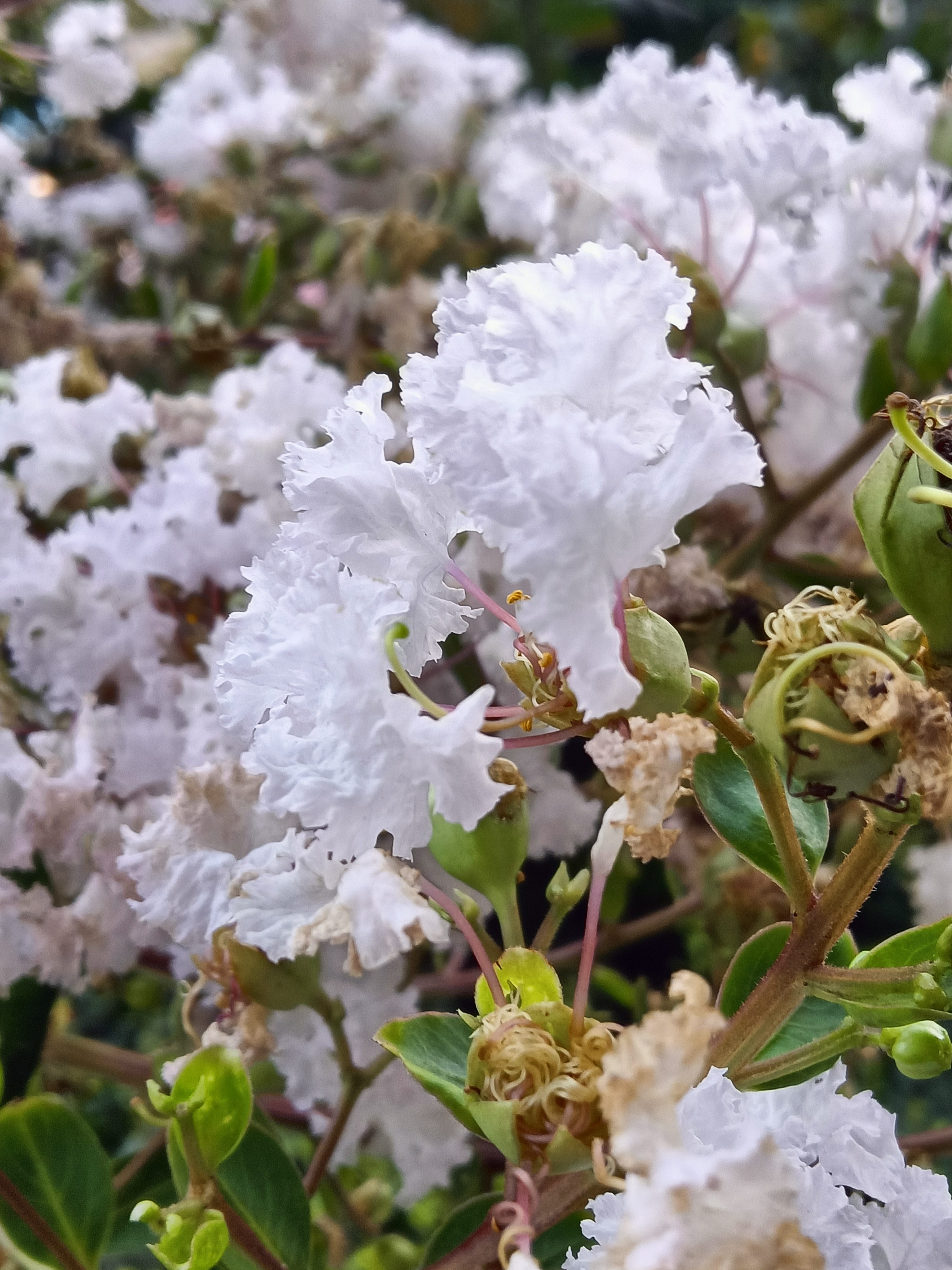 绿化带随拍一白色紫薇花